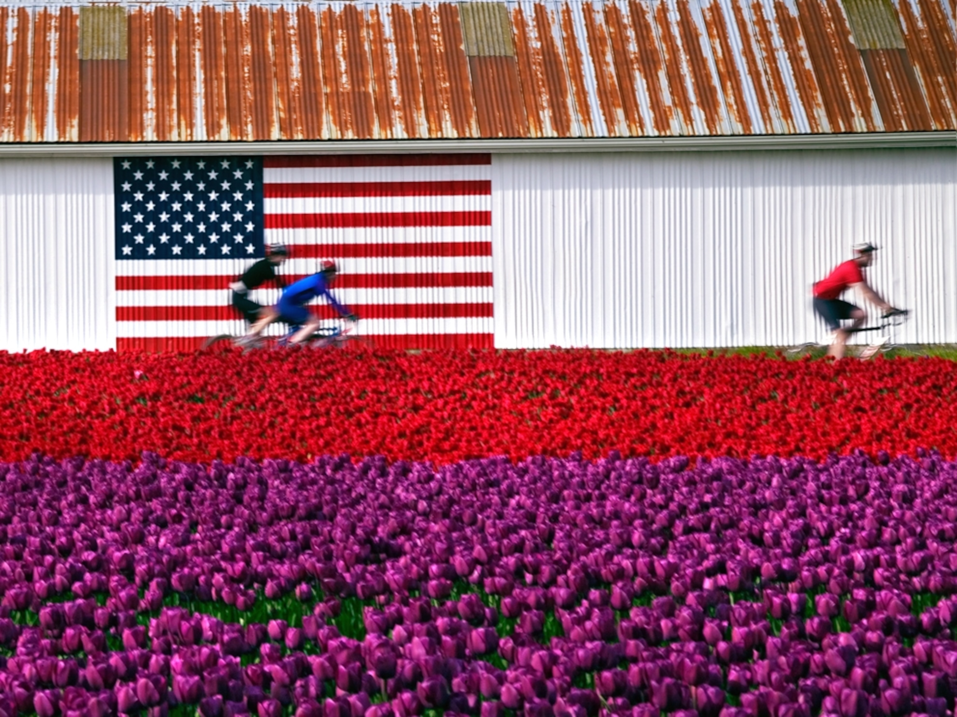 bicyclists riding past tulip fields
