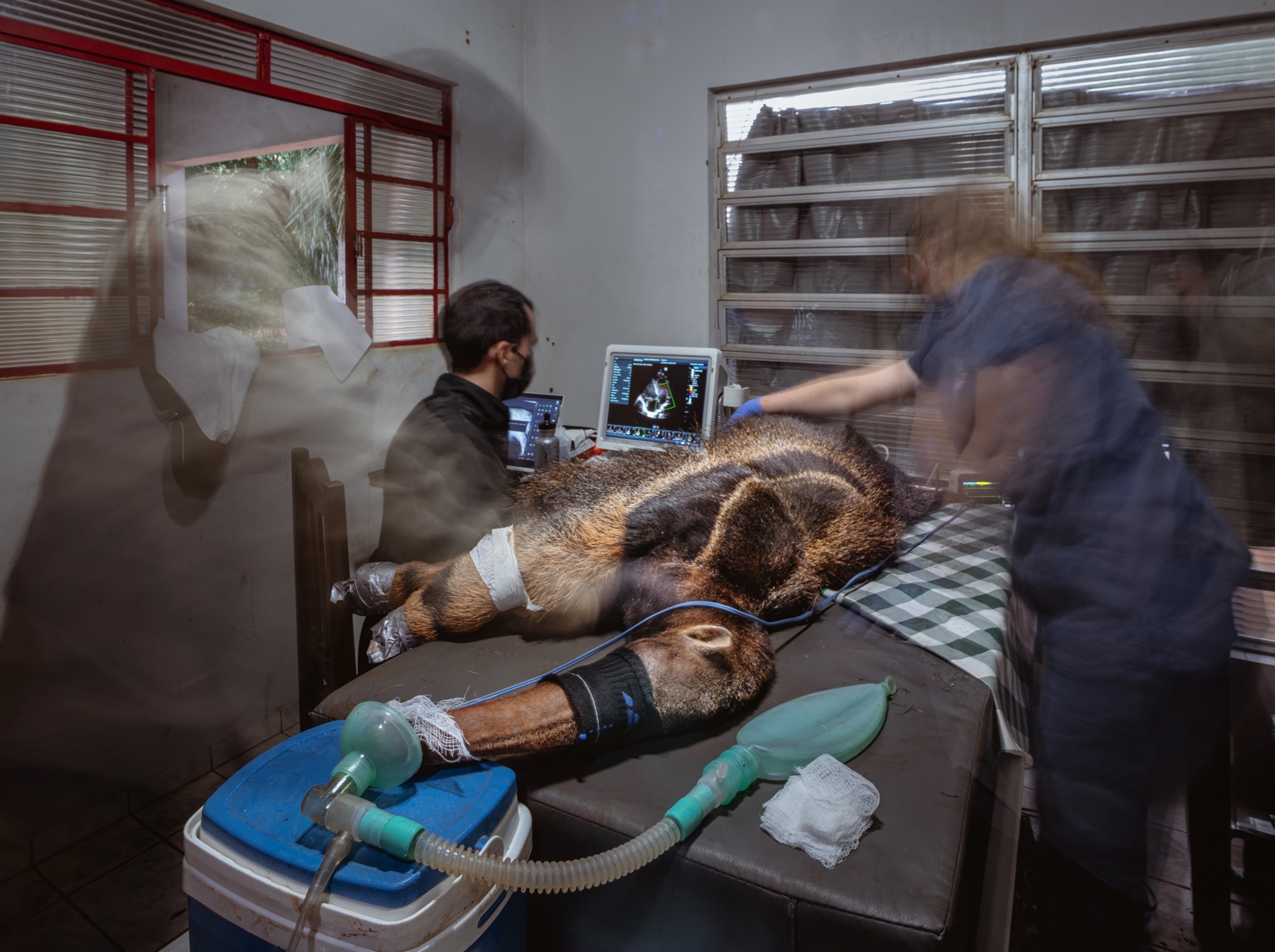 An anteater with a mask over its face lies on the table in a medical room. A man in the corner is looking at a screen with an ultrasound image, as two other people are visibly moving around the anteater.