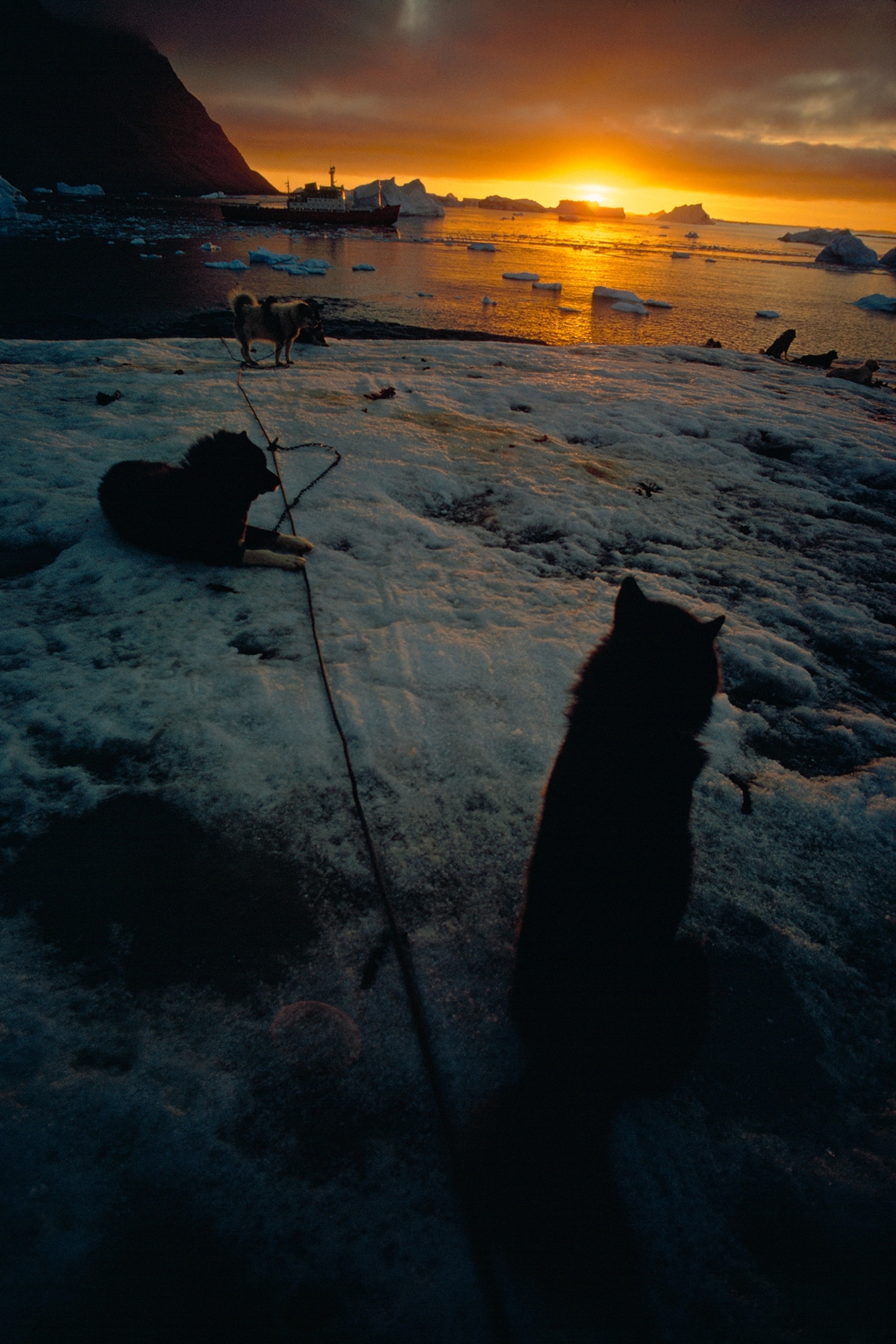 Basking in evening's glow at Britain's Stonington Island Station, sled dogs are reminders of Antarctica's heroic age, when animals provided the sole means of transport. In this mechanized era, the continent's snowy silence still beckons scientists eager for more precise, more extensive knowledge of our planet. Yet even today, Britons staunchly prefer dogs to powered vehicles, and their stations remain small. Anchored offshore, the royal research ship Bransfield keeps Britain's Antarctic bases well stocked. Continentwide, a total of 16 nations push forward in a unique research program. No other international effort has yielded so much information on the earth's weather, atmosphere, ocean currents, and geology.