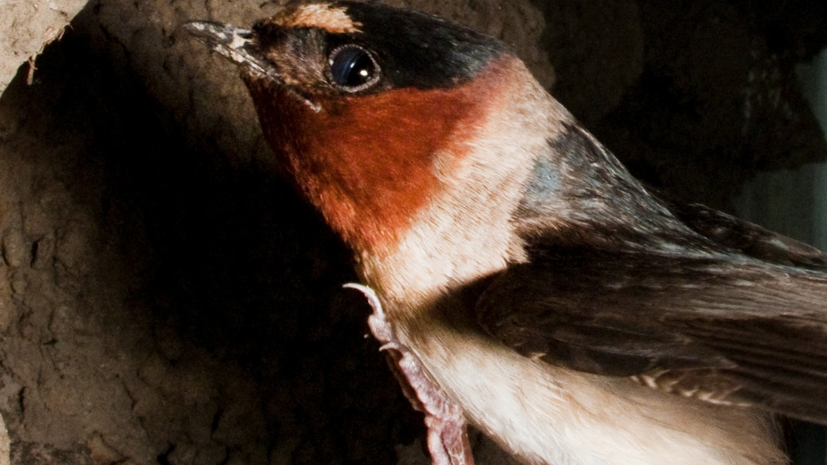 Cliff Swallow National Geographic