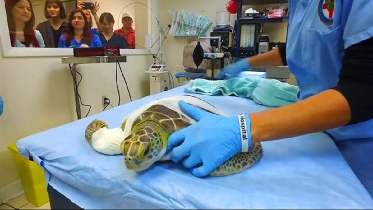 This Florida Hospital Is Saving Sea Turtles with CuttingEdge Technology