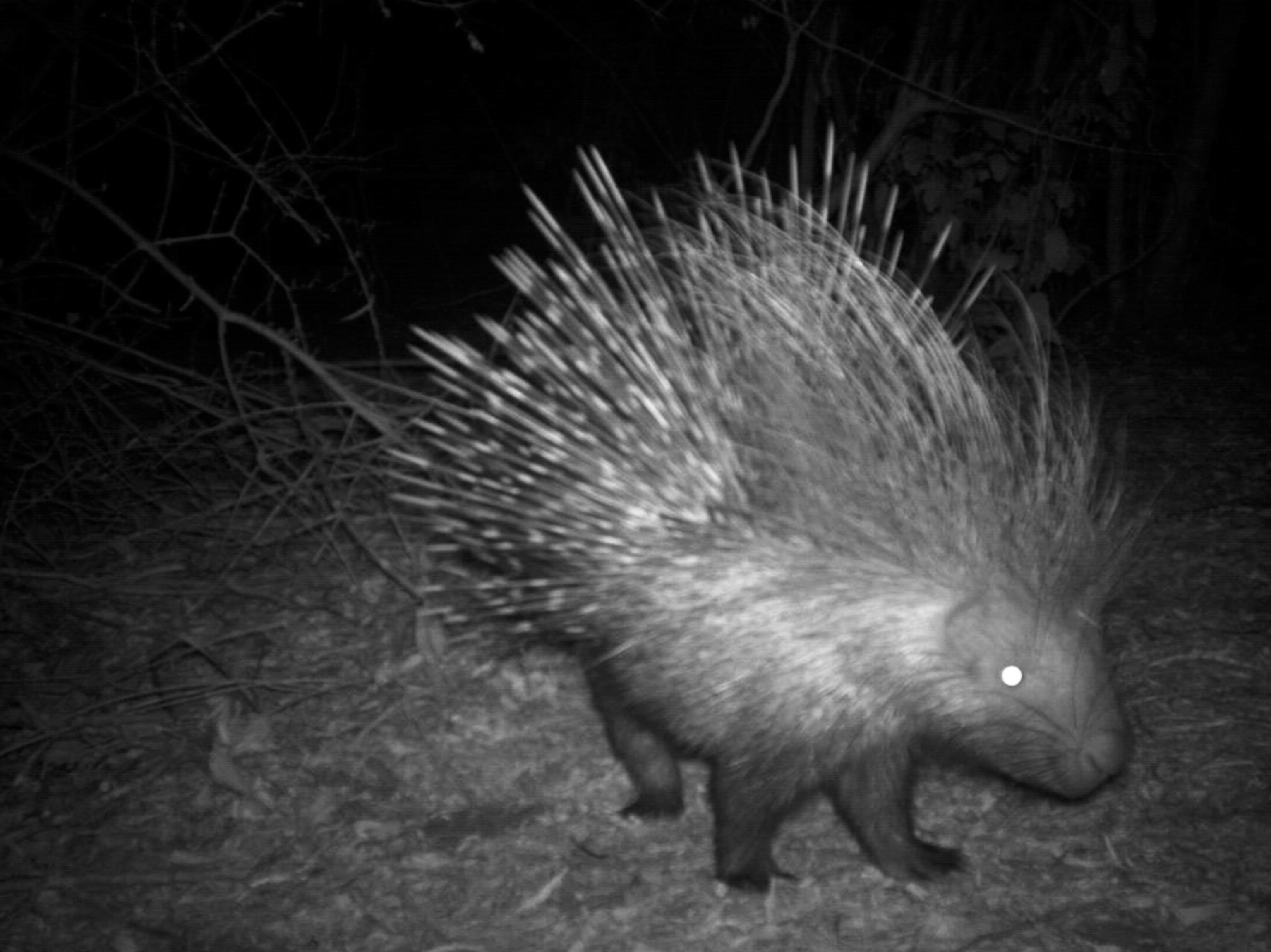 a crested porcupine caught in a camera trap in Kenya