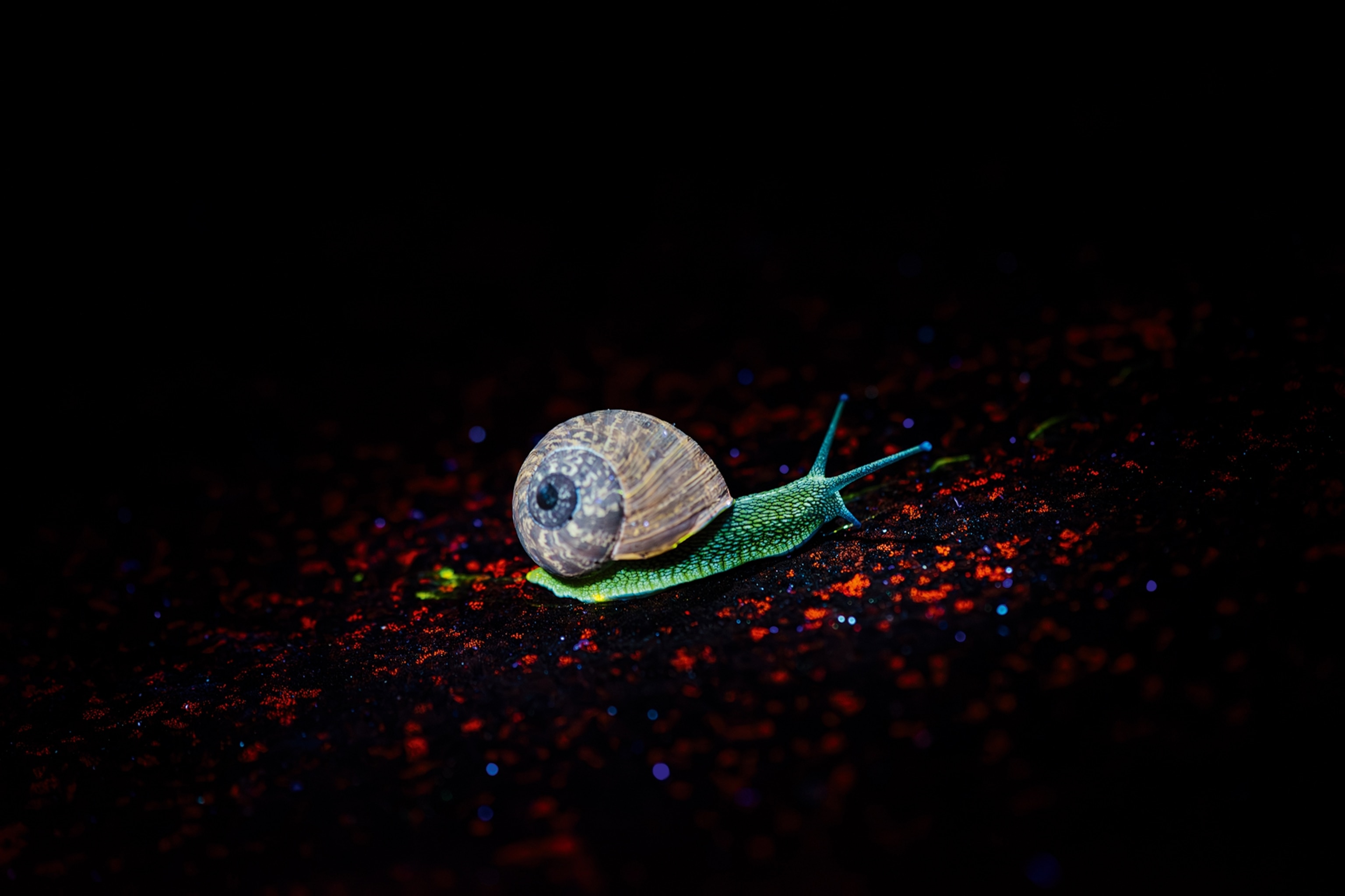 An illuminated snail in the pitch black.