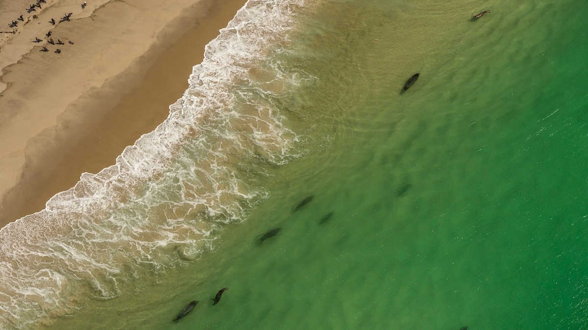 Great White Sharks On The Rise In This Vacation Town