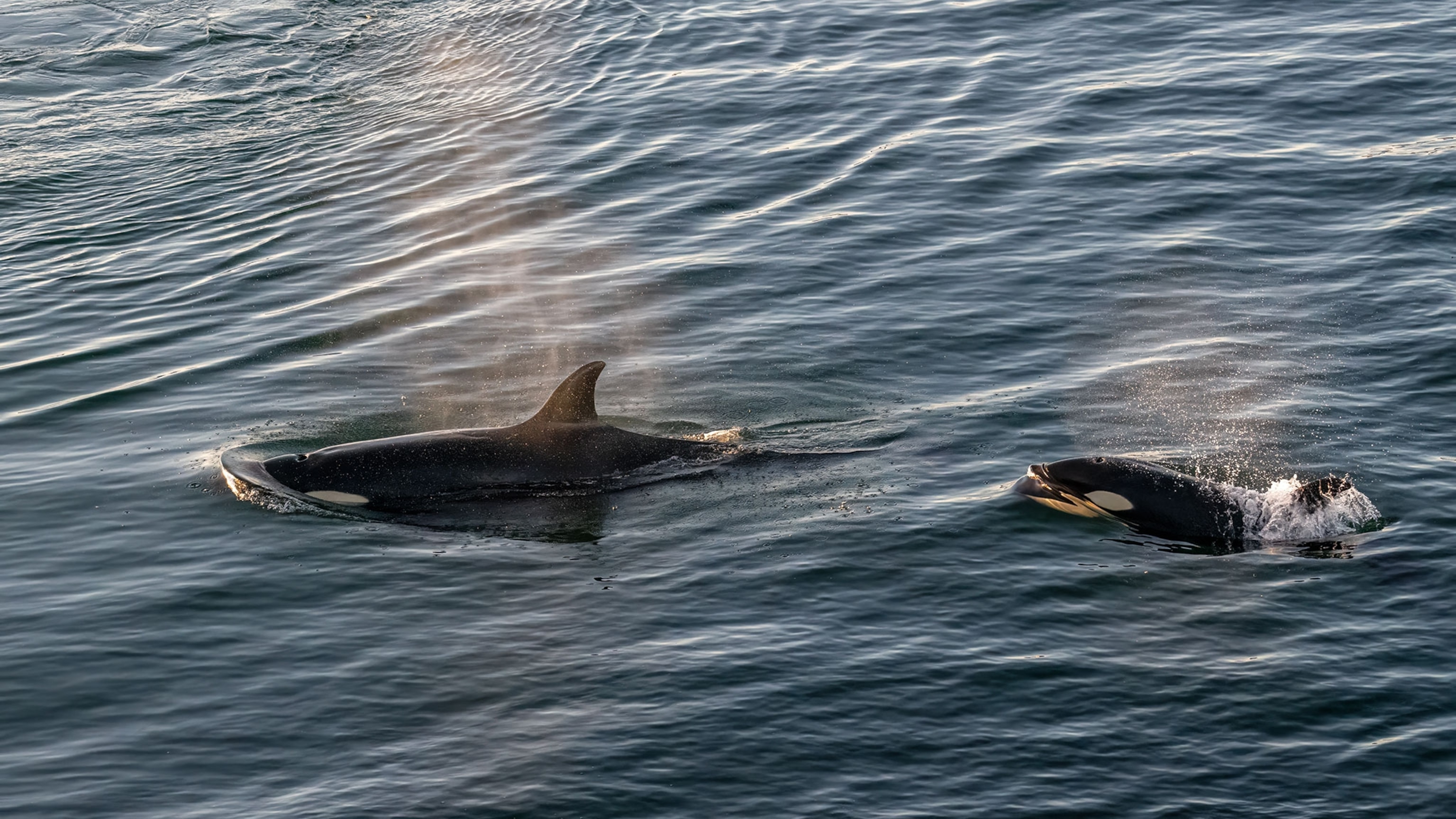 Whales in water blowing water.