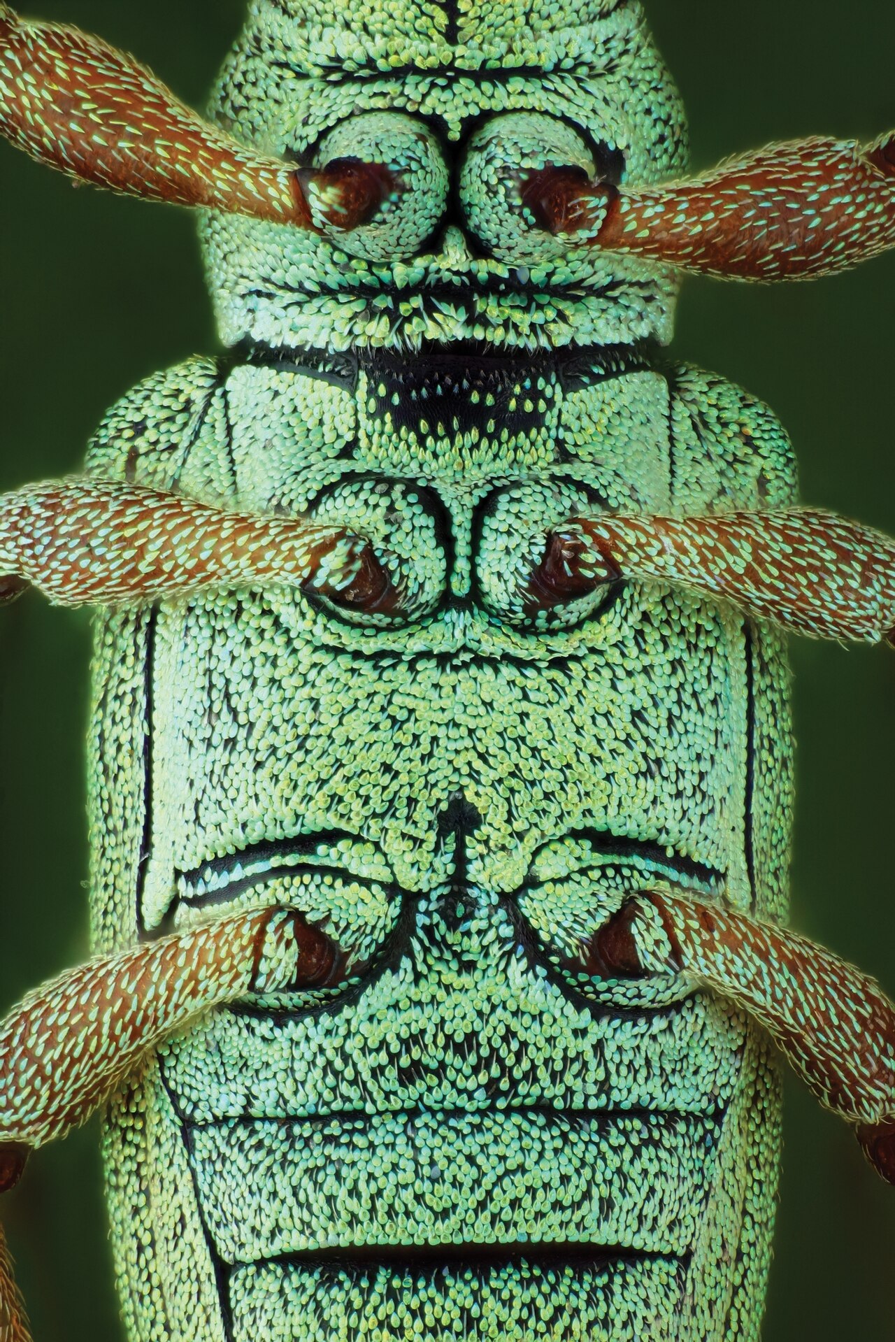 Polydrusus-formosus.jpg?w=1280&h=1919