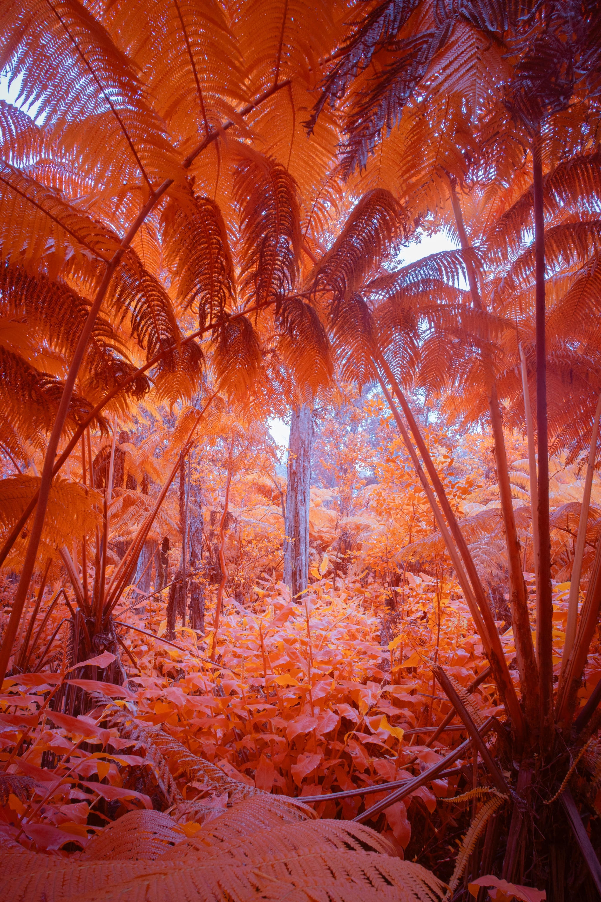 rainforest Big Island, Hawaii