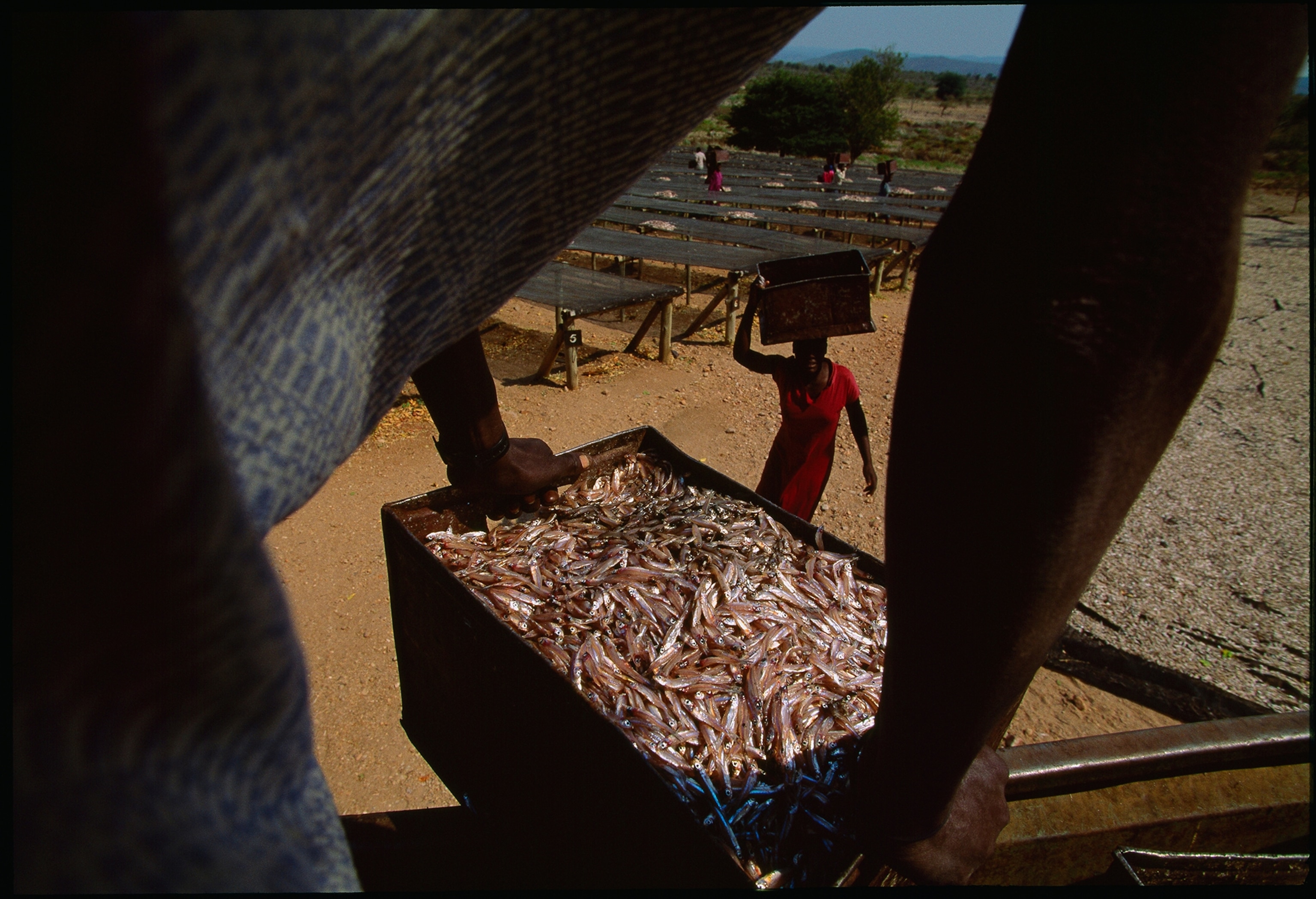 People carry boxes of sardines to drying racks; the fish were caught in dam-imp ounded Lake Kariba.