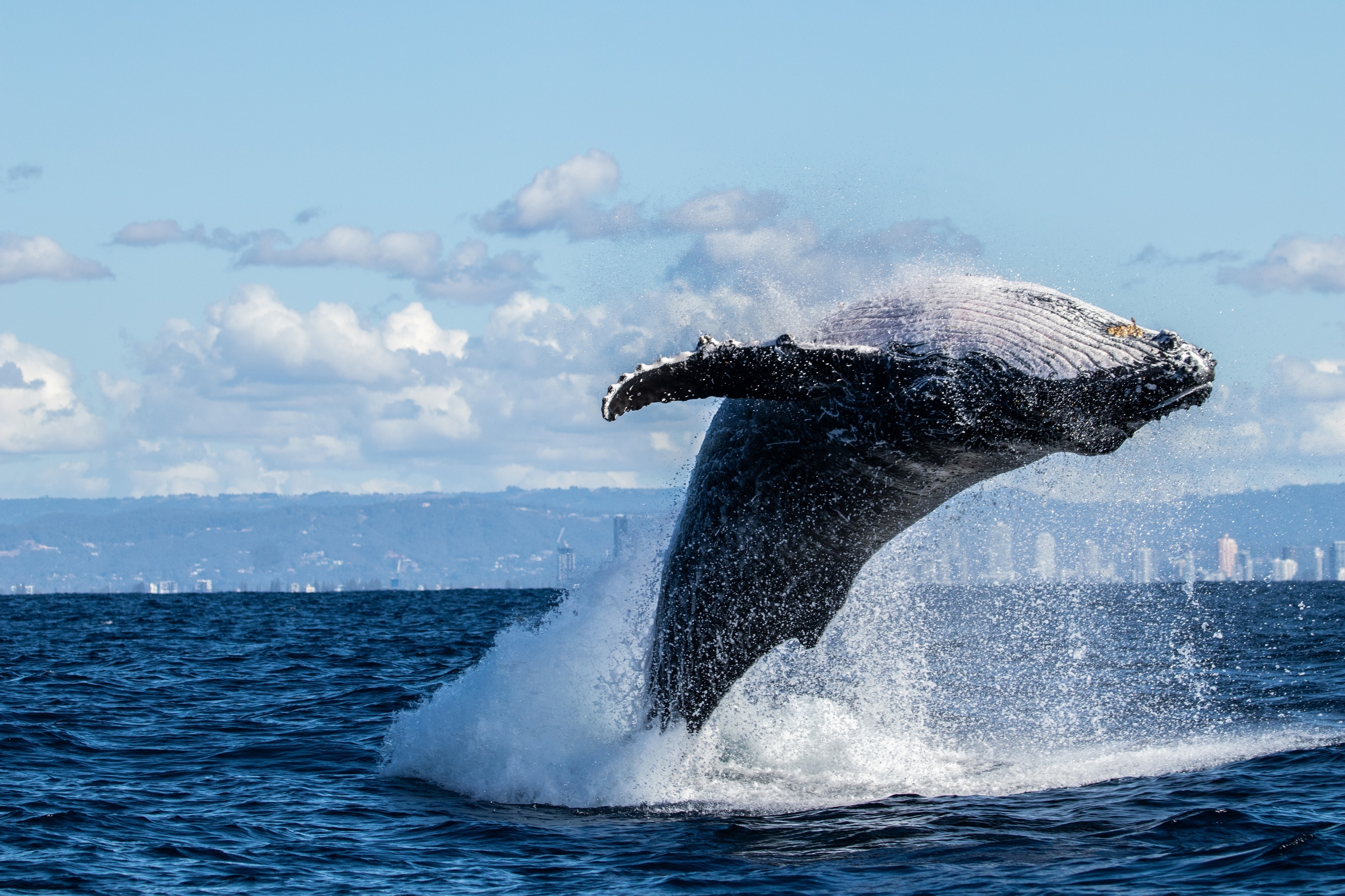 Breaching humpback whale