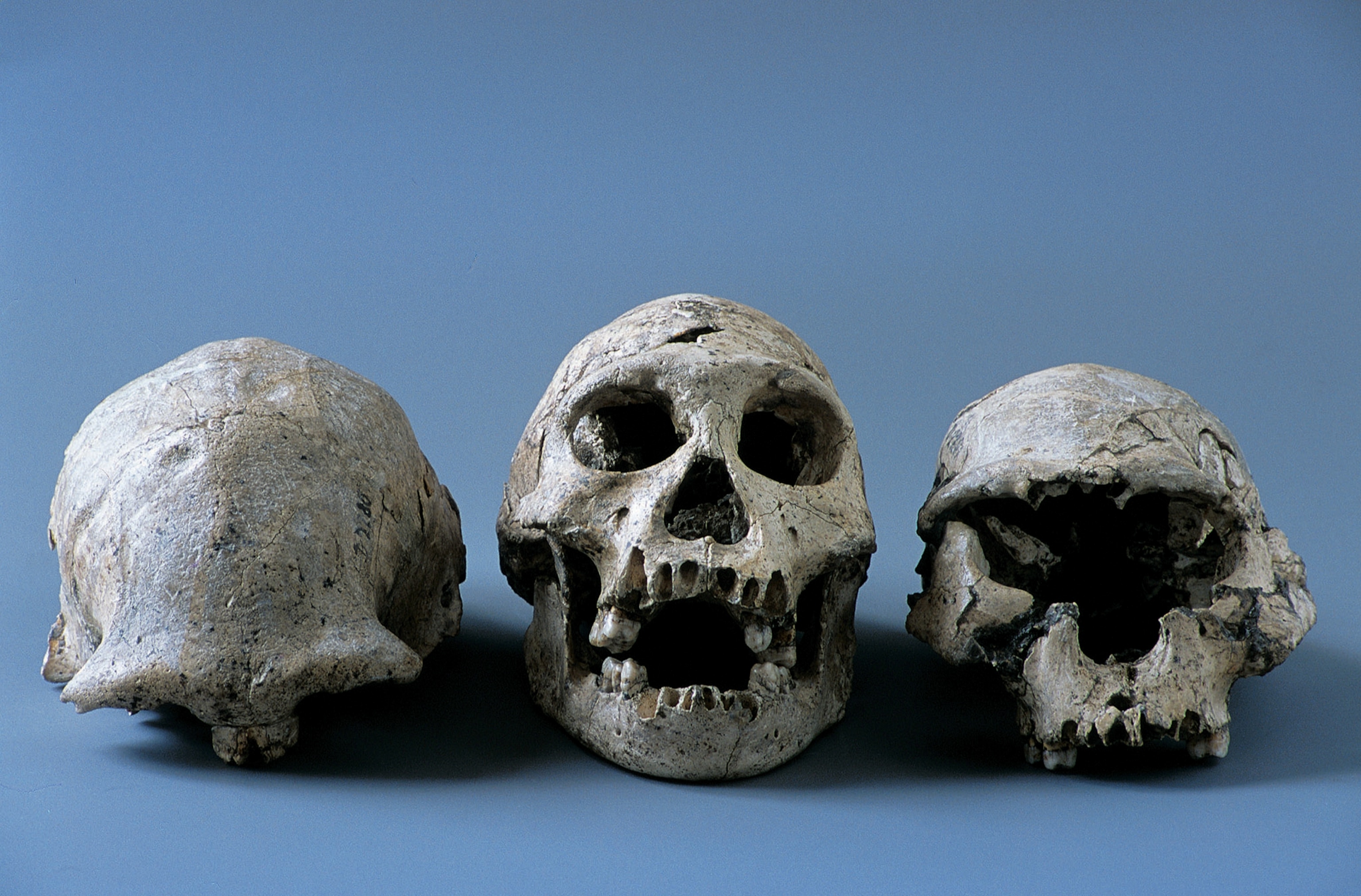 skulls found in Tbilisi, Georgia