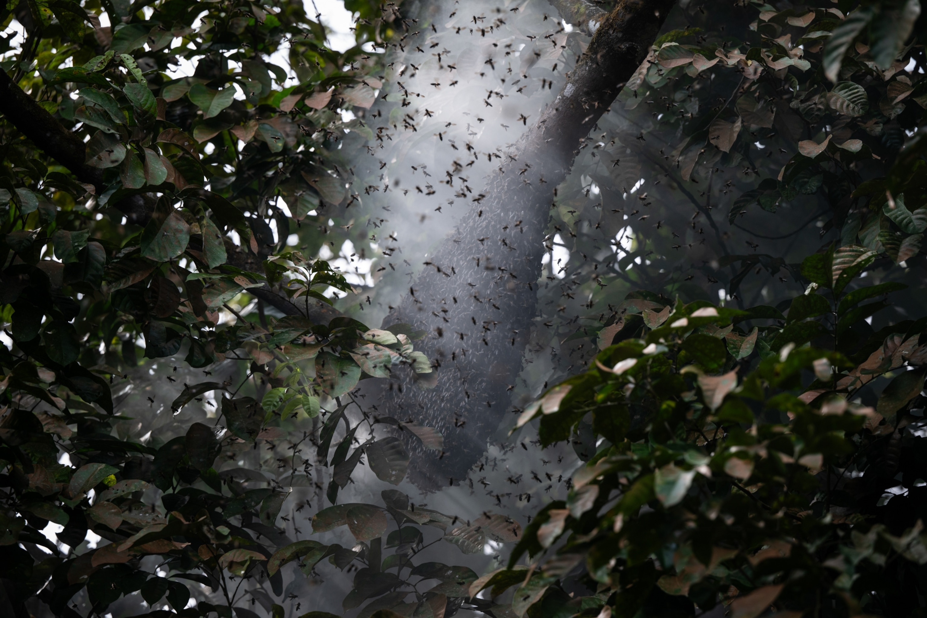 The hive of a Giant honeybee is being smoked by honey hunter before being collected for research, Mindanao, Philippines.
