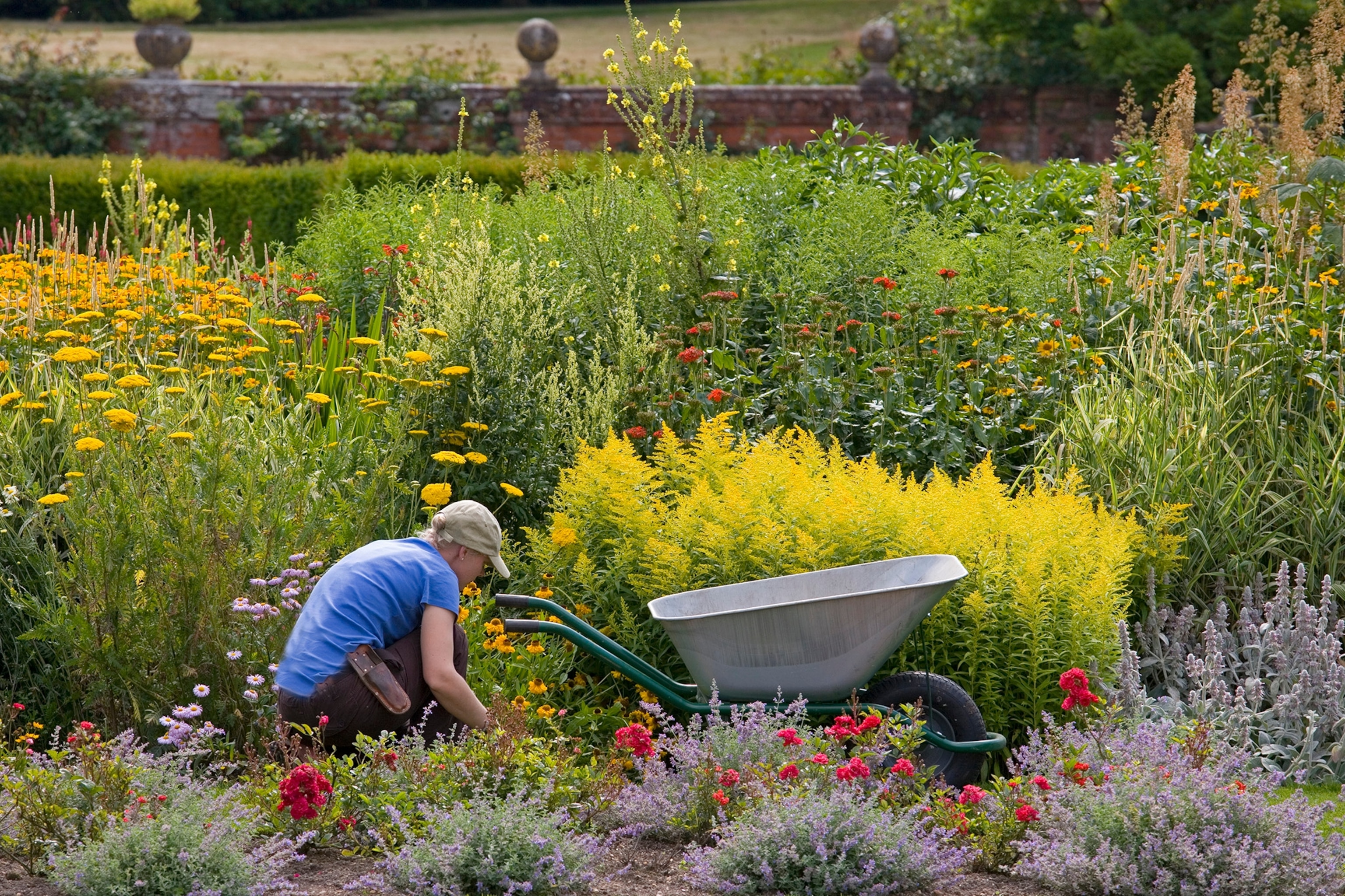 A person wearing a blue t shirt crouches amongst flowers and bushes next to a gray wheelbarrow.
