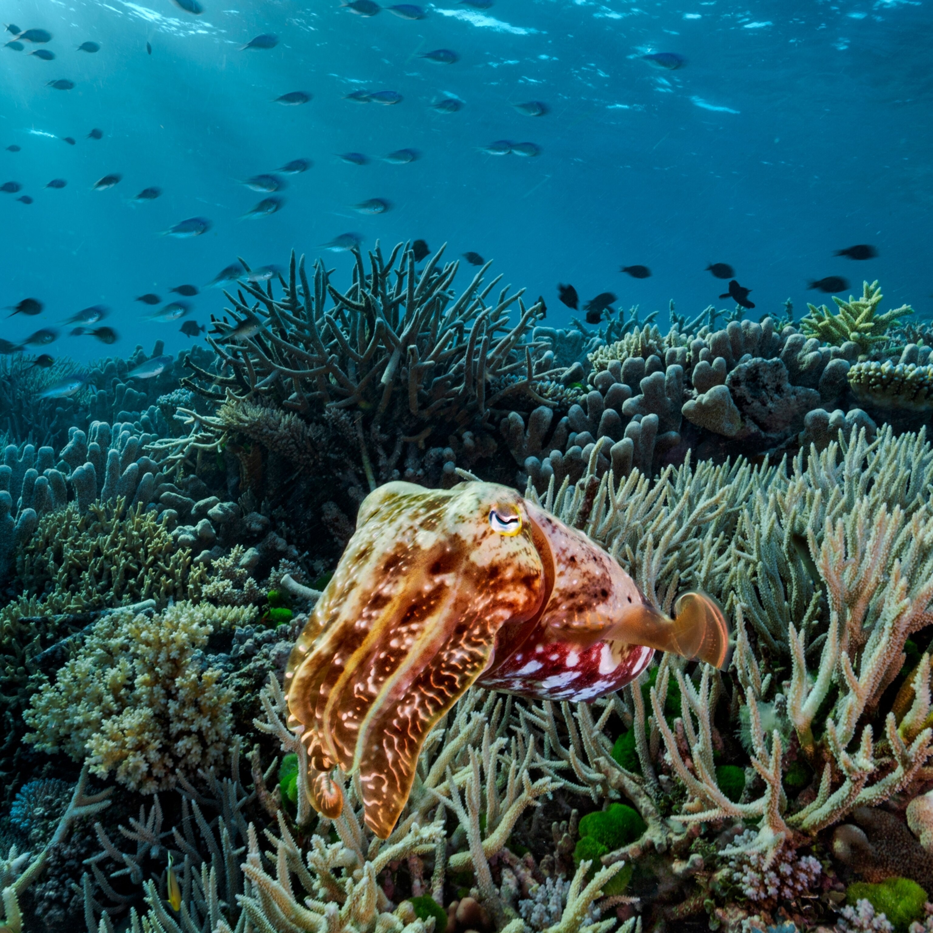 research articles about coral reefs