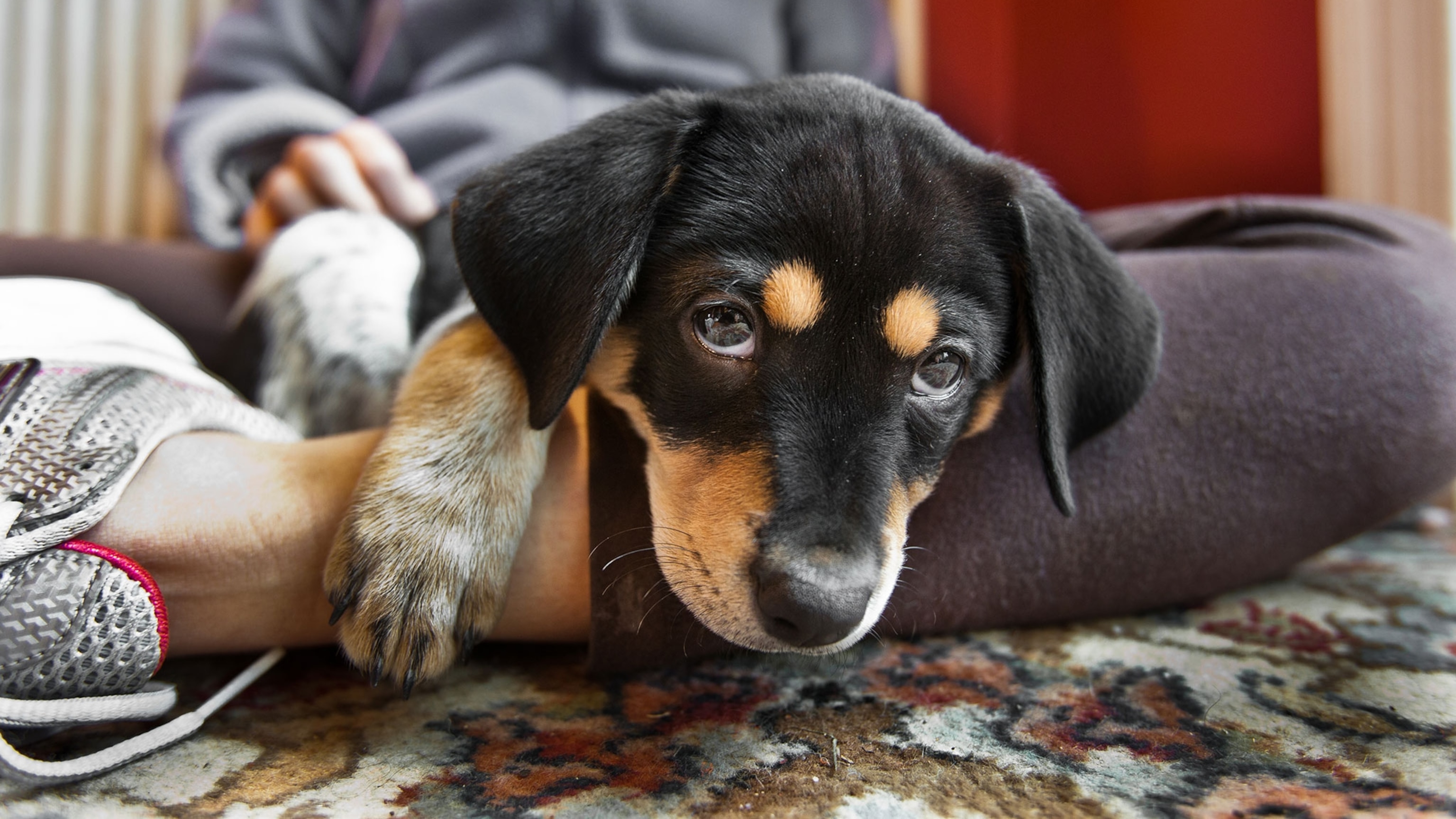 What first-time puppy owners should know, according to dog experts
