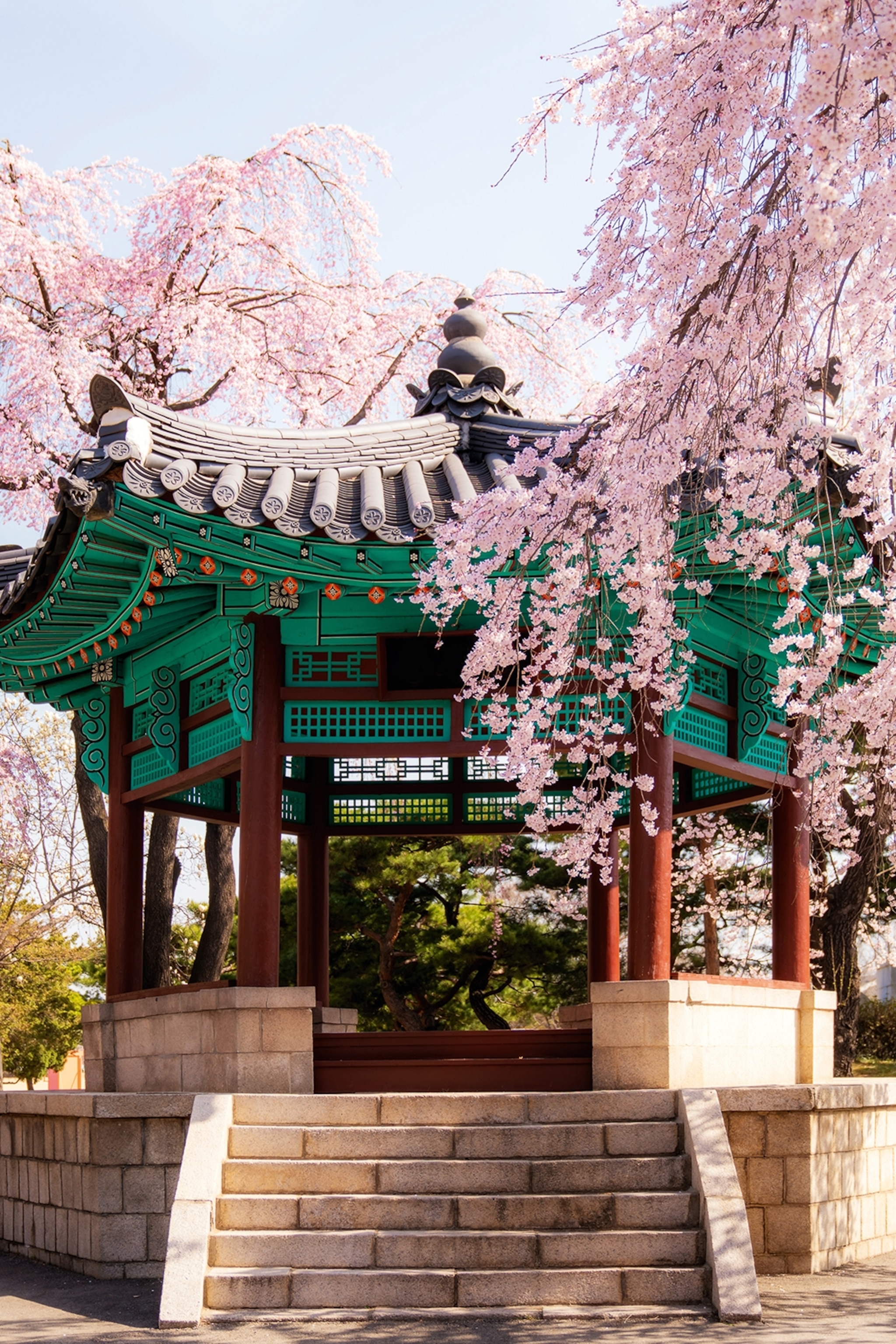 spring blossoms in korea