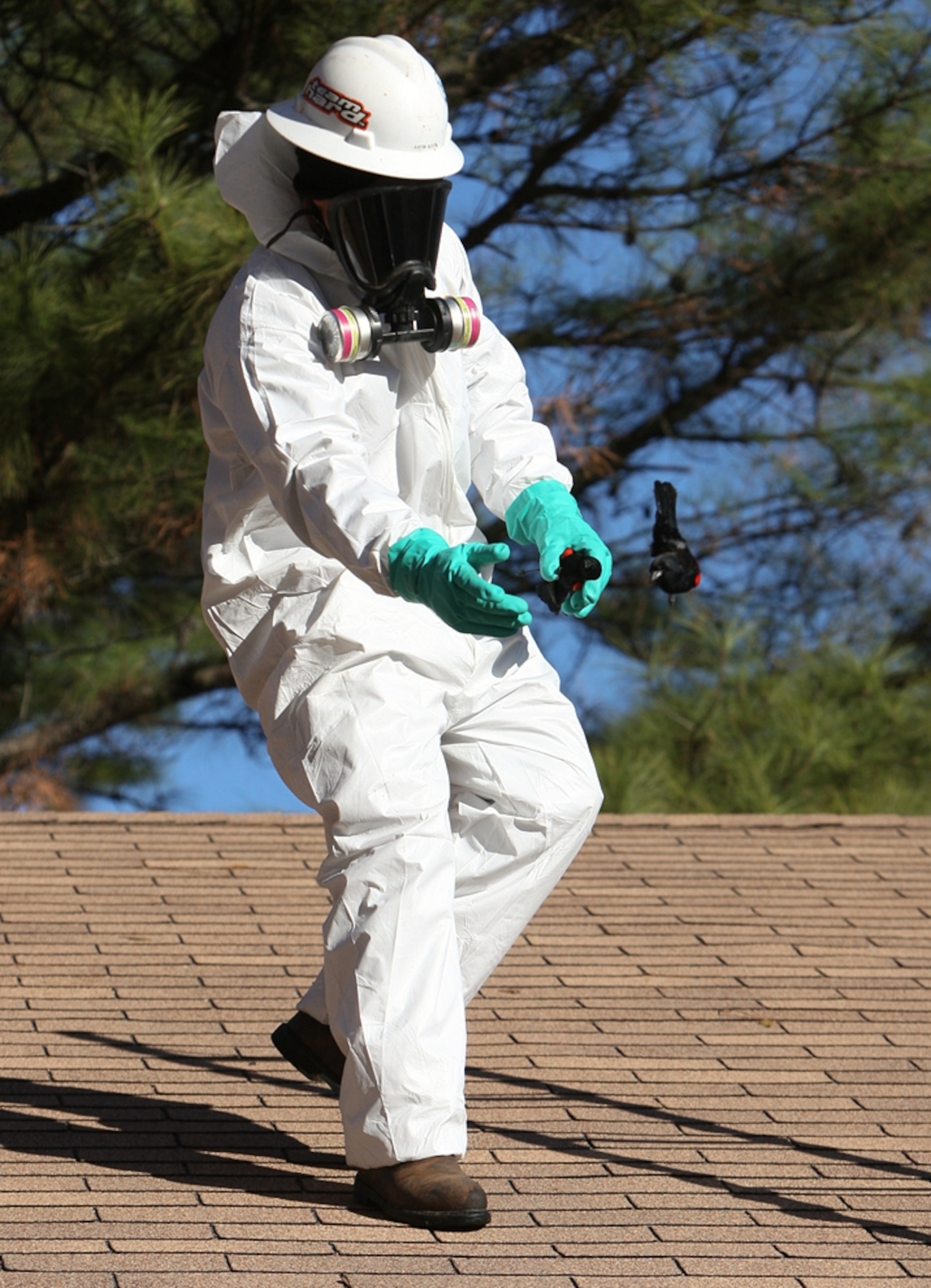 A worker throwing a bird off an Arkansas roof picture