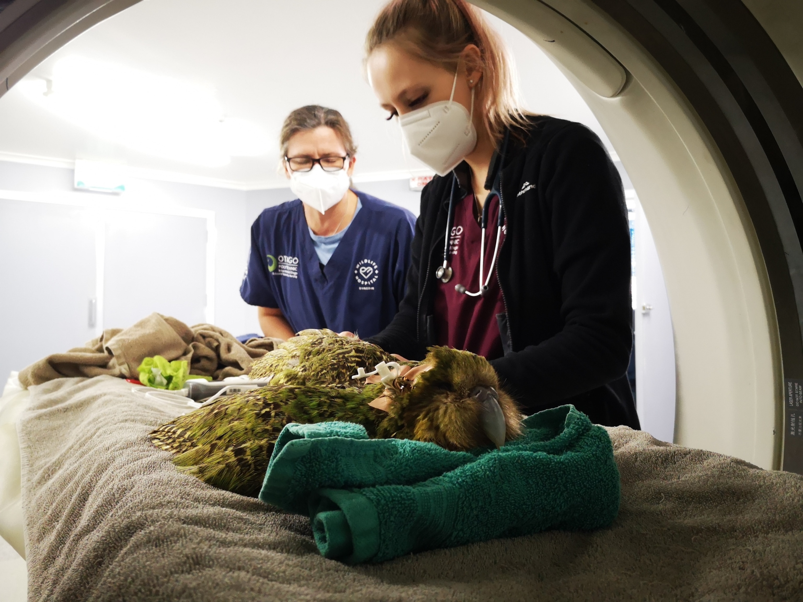 Kakapo CT scan with Dunedin Wildlife Hospital team