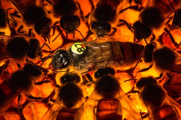 Caffeine Makes For Busy Bees Not Productive Ones