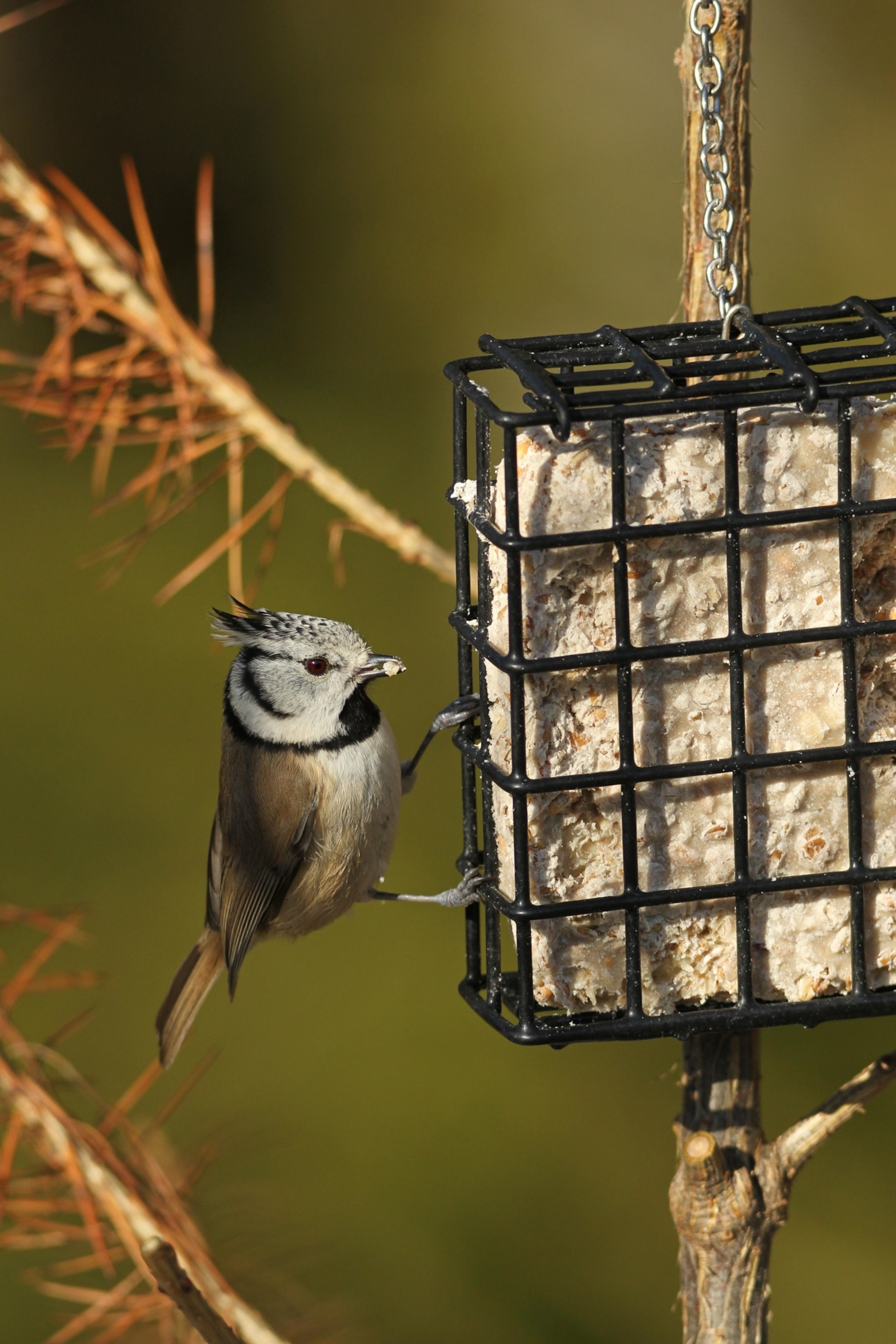 A crested tit clings to a black wire suet feeder on a bare tree branch, with soft green background