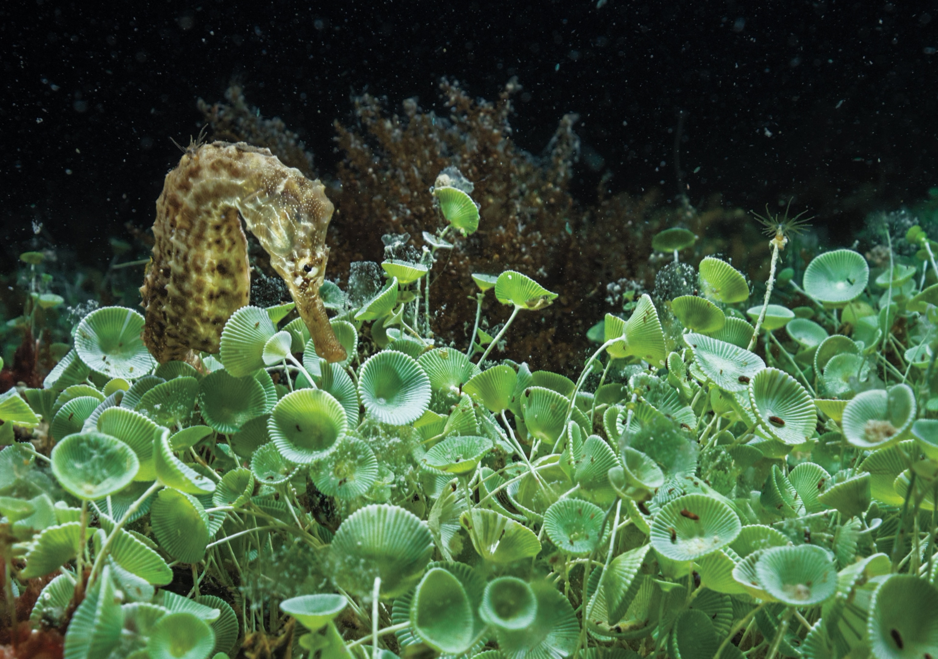 Greenish seahorse among green algae which looks like a grow of mushrooms.