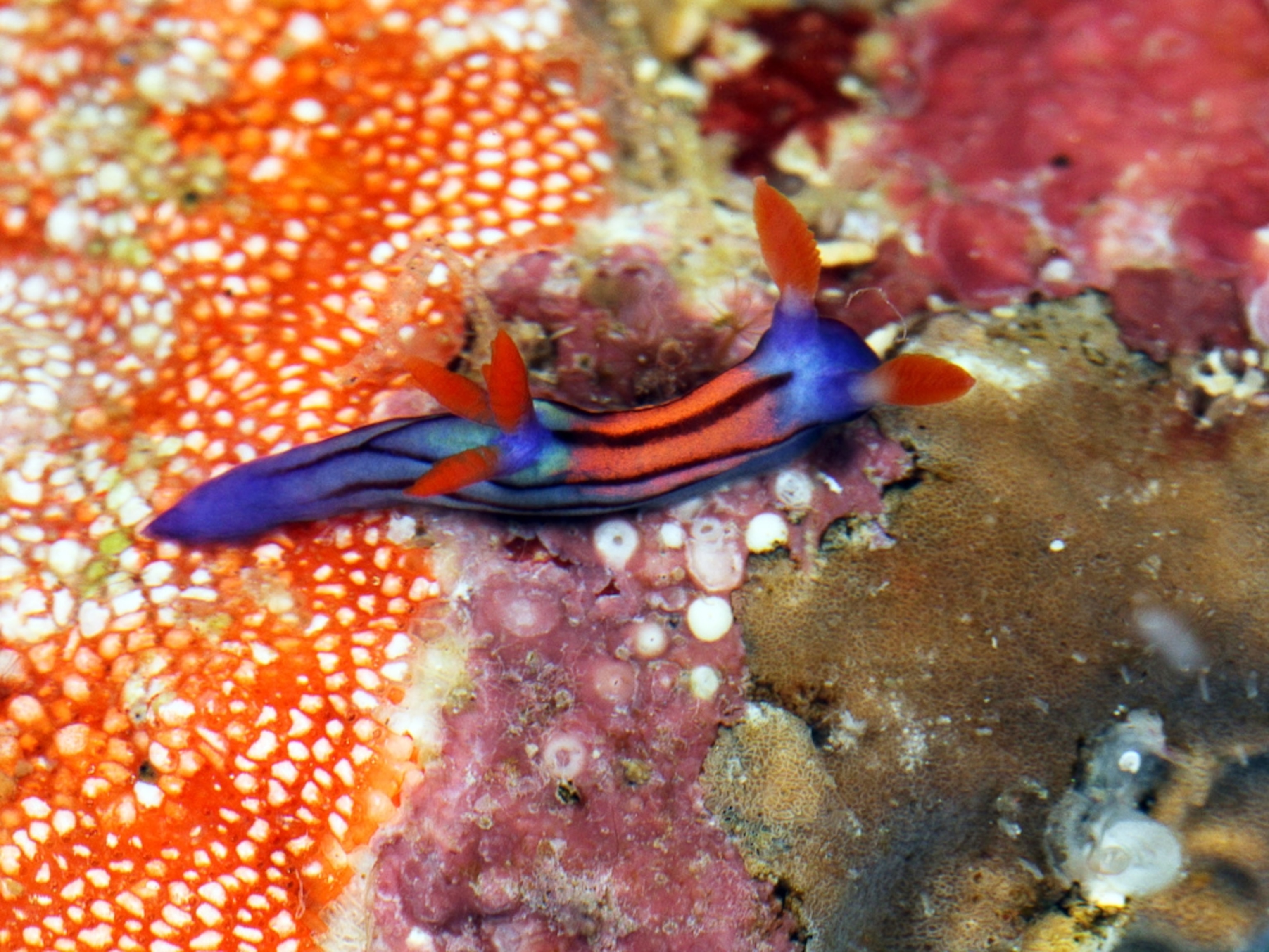 a new species of nudibranch in the Philippines