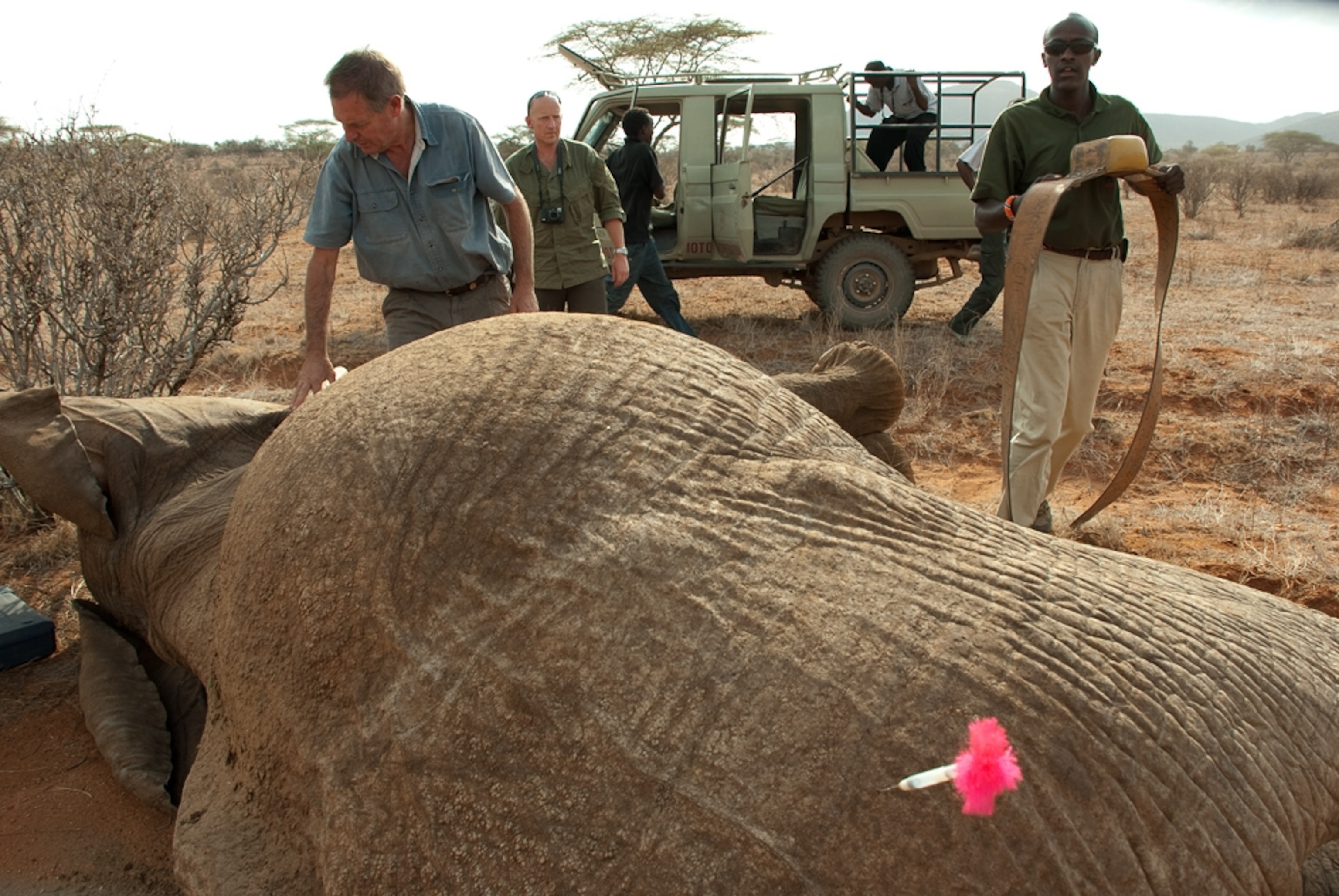 Picture people treating a tranquilized elephant in Kenya's Samburu National Reserve