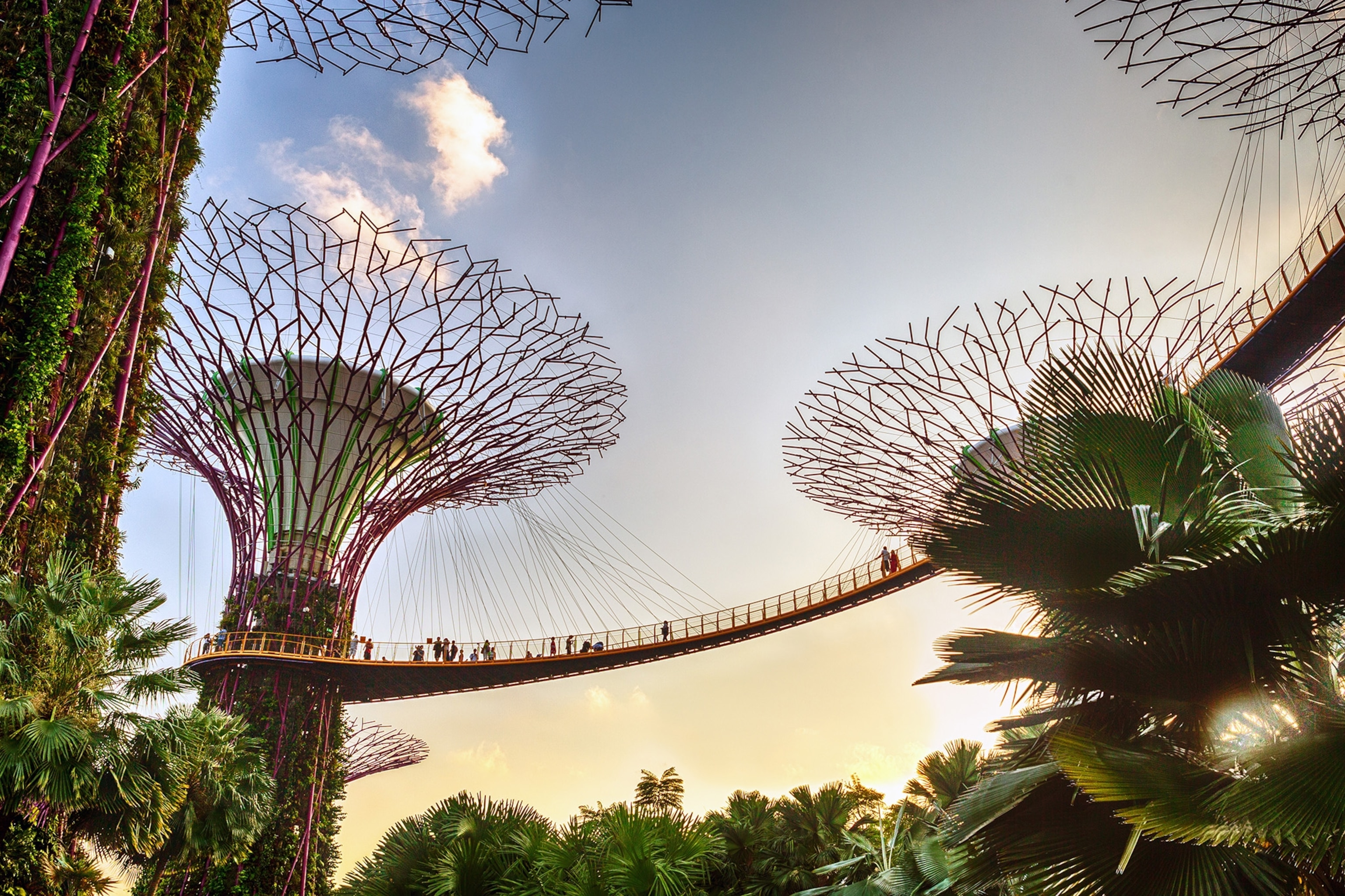 A view into the crown of Singapore's vertical, tree-like gardens at sunset with a walkway connecting the trees.