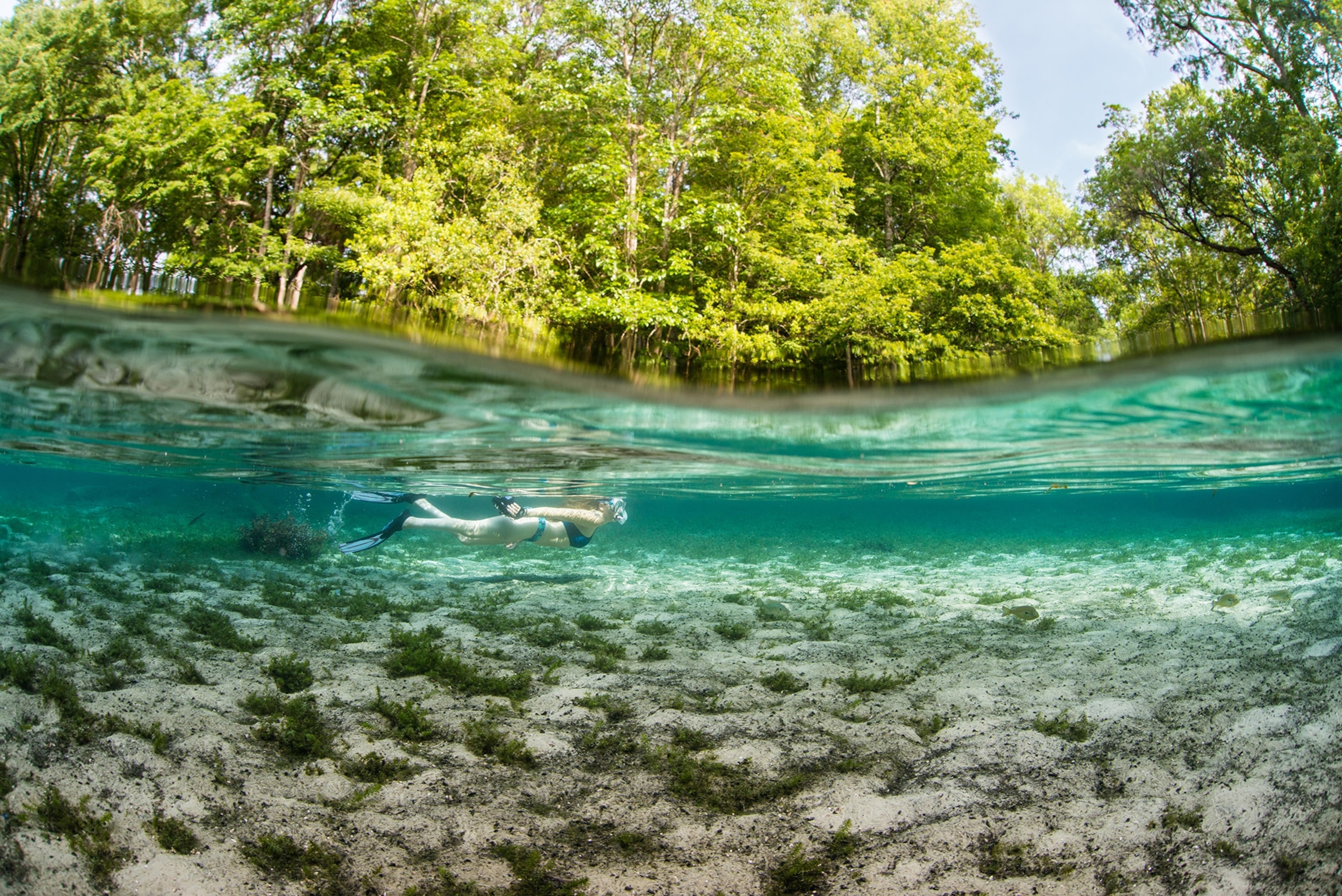 A snorkeler in a bikini swims through clear, shallow waters, surrounded by sunlit green trees