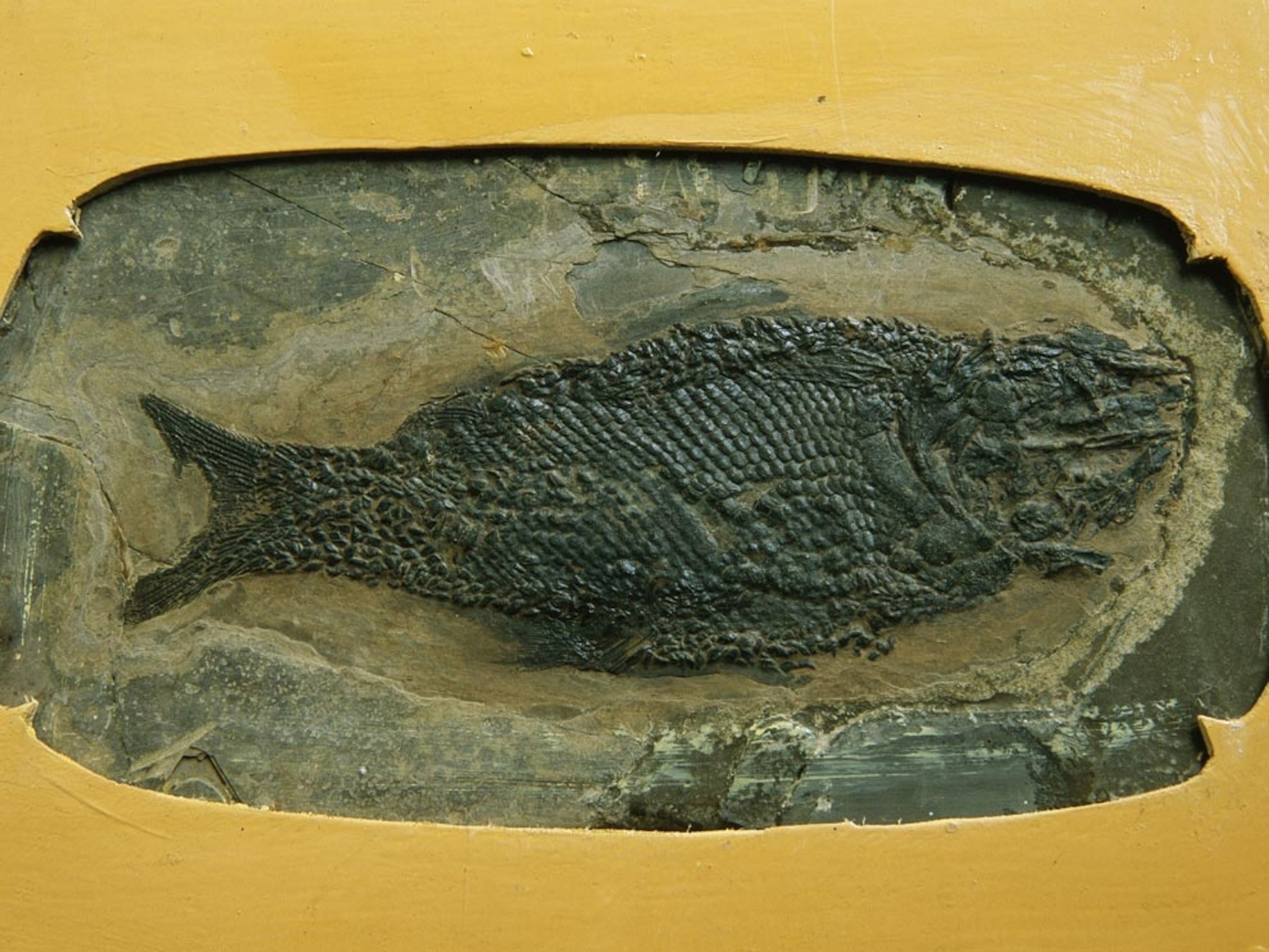 Triassic fish fossil