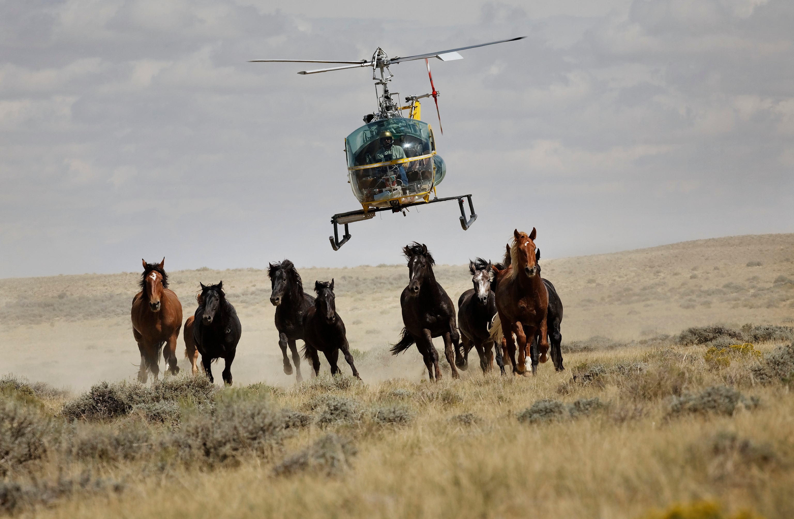 A group of horses run as a helicopter chases behind them in an open field.