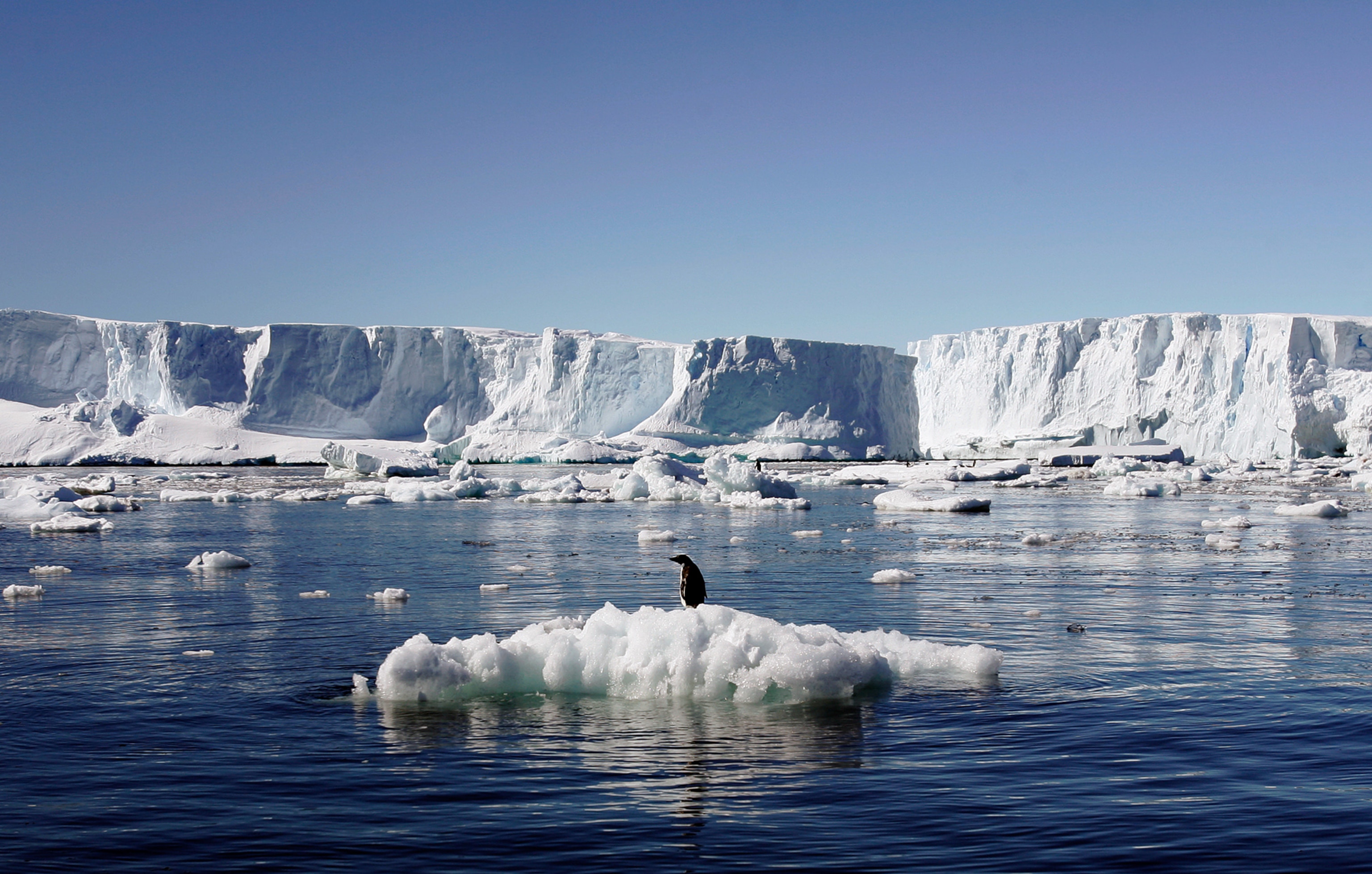 an Adelie penguin atop a block of melting in East Antarctica.