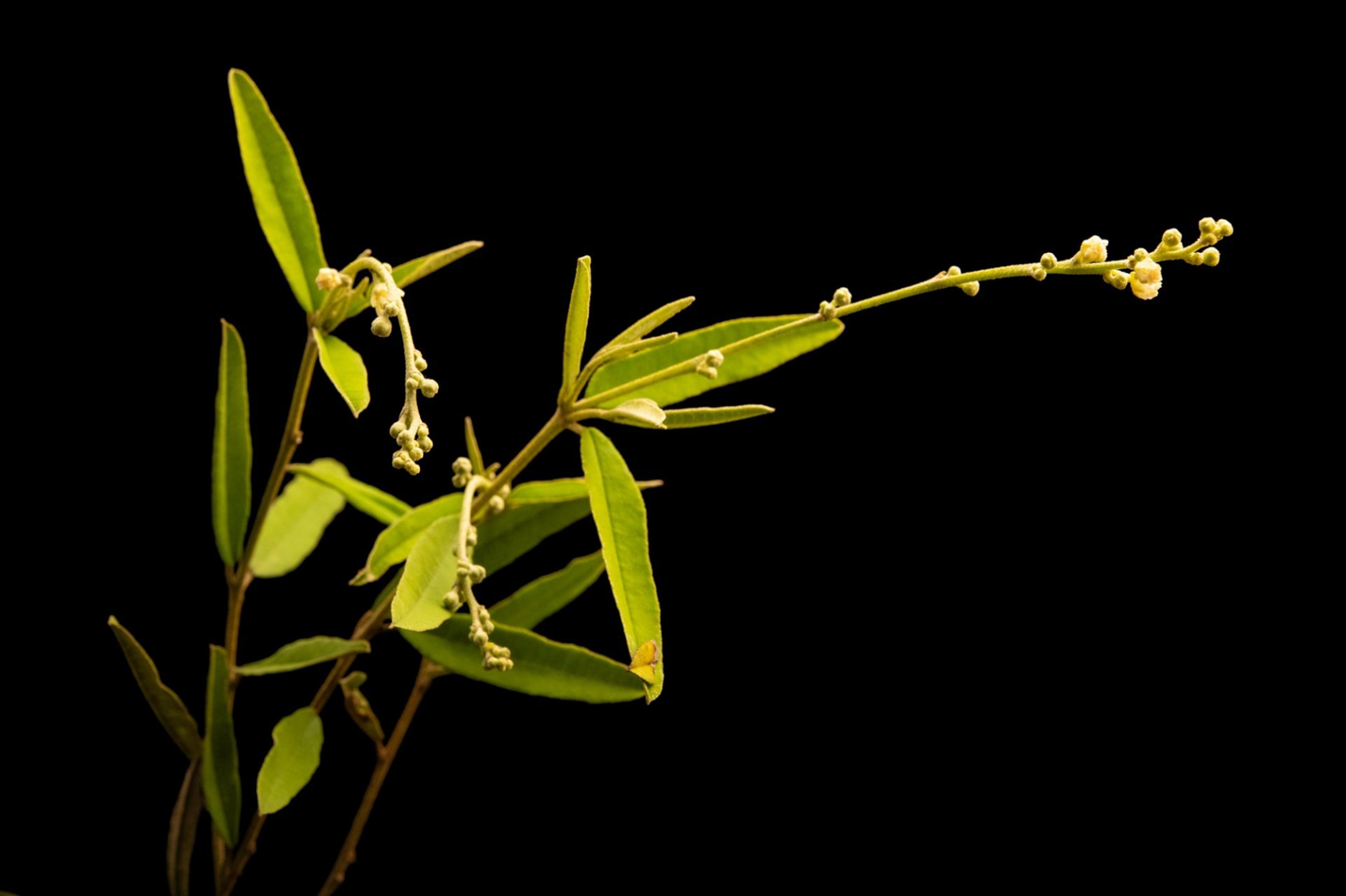 A Pineland croton against a black background.