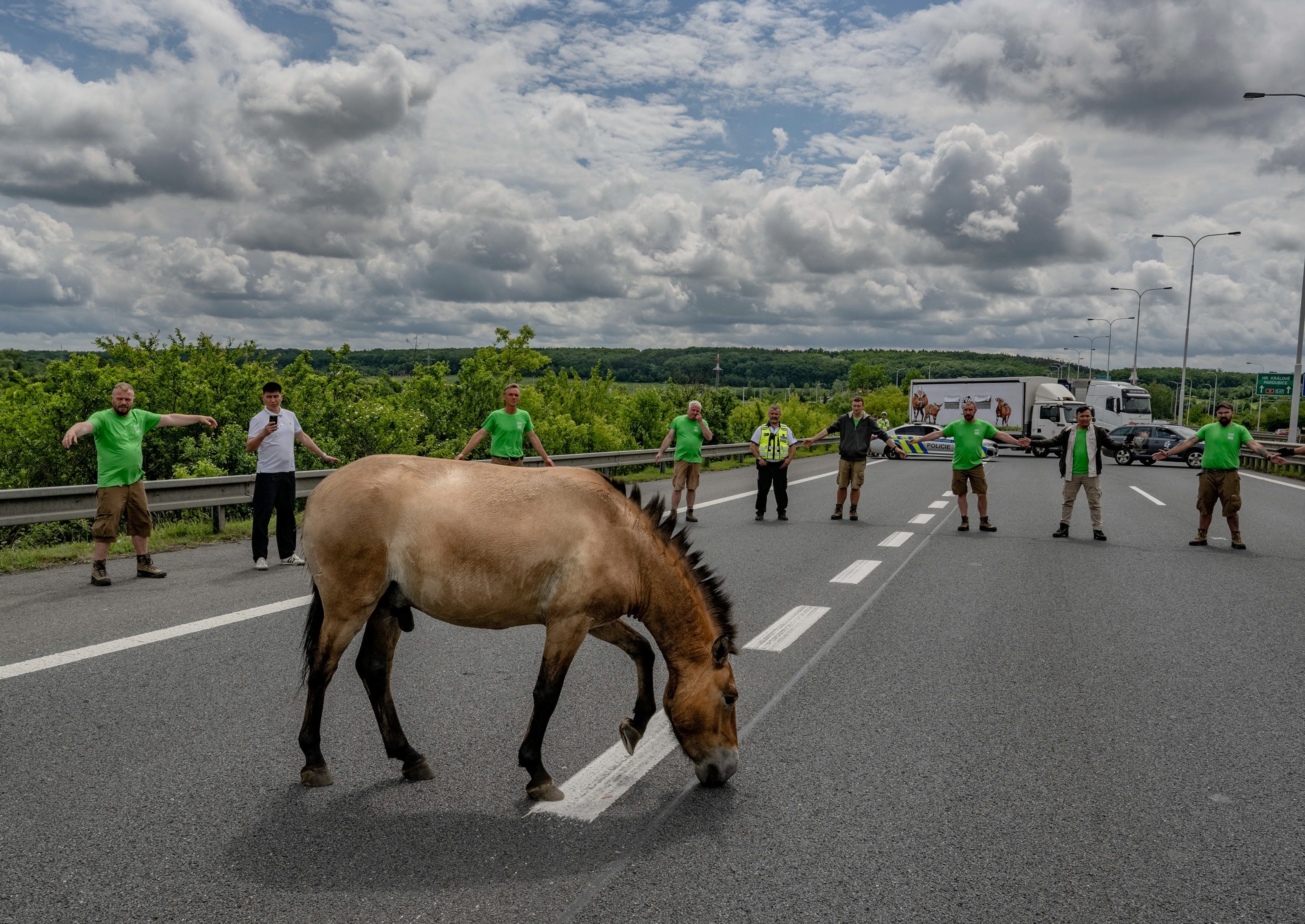 People in green shirts stand on a highway together blocking a horse.