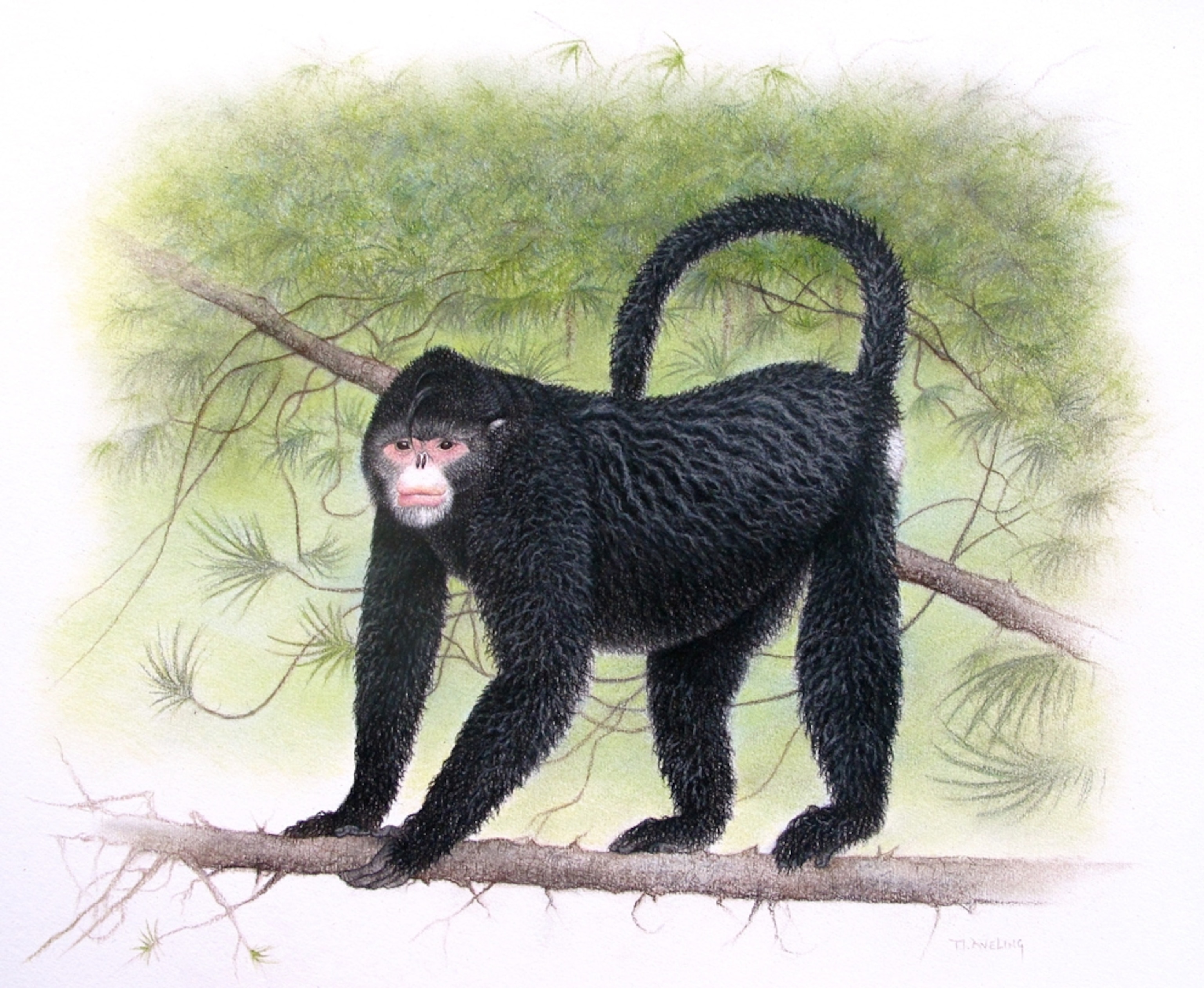 Elvis monkey picture: 1 of 208 new species found in the Greater Mekong region in 2010