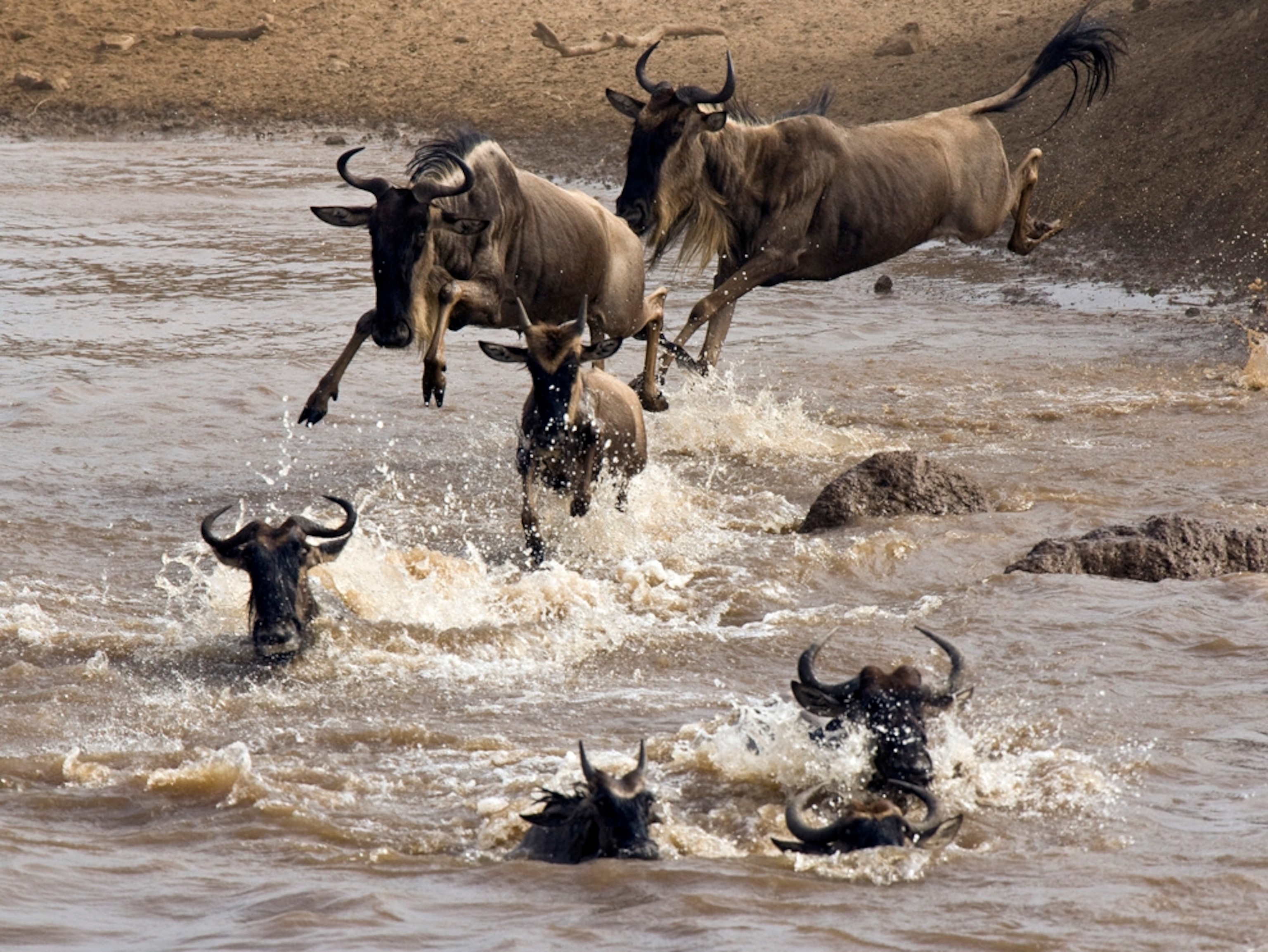 Migrating wildebeests dive into a river and swim