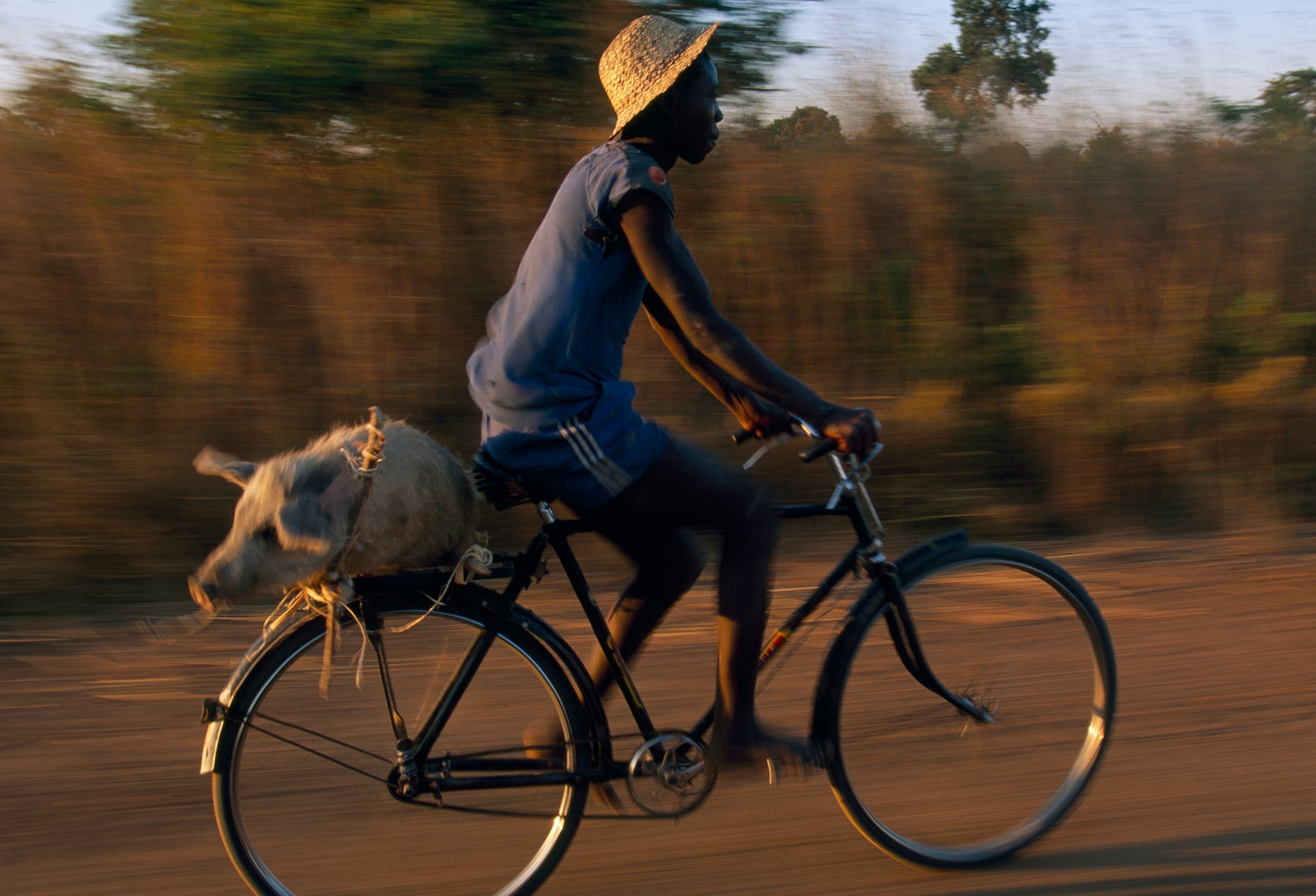 A teenager transports a live pig home from the market in Chavuma.