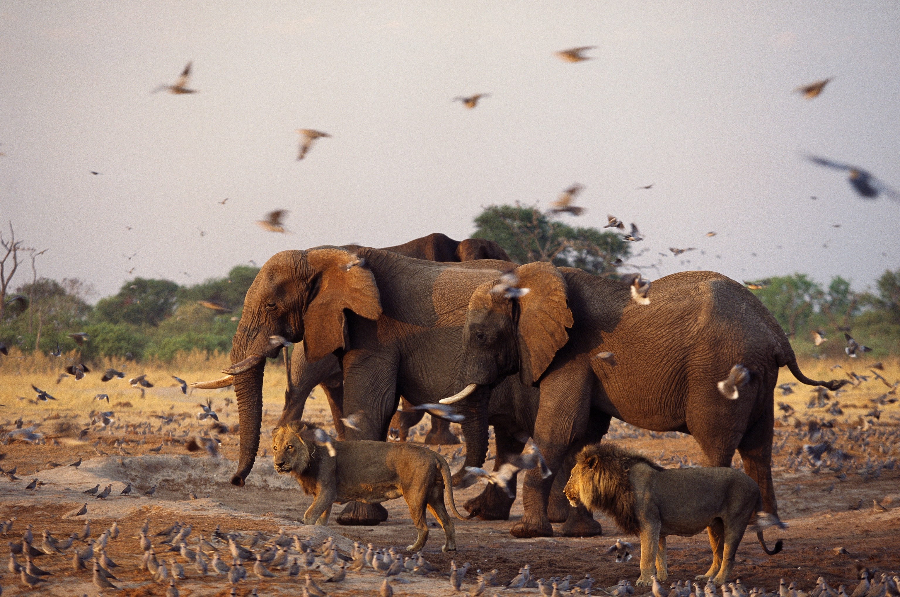 Lions walk amongst elephants and birds.