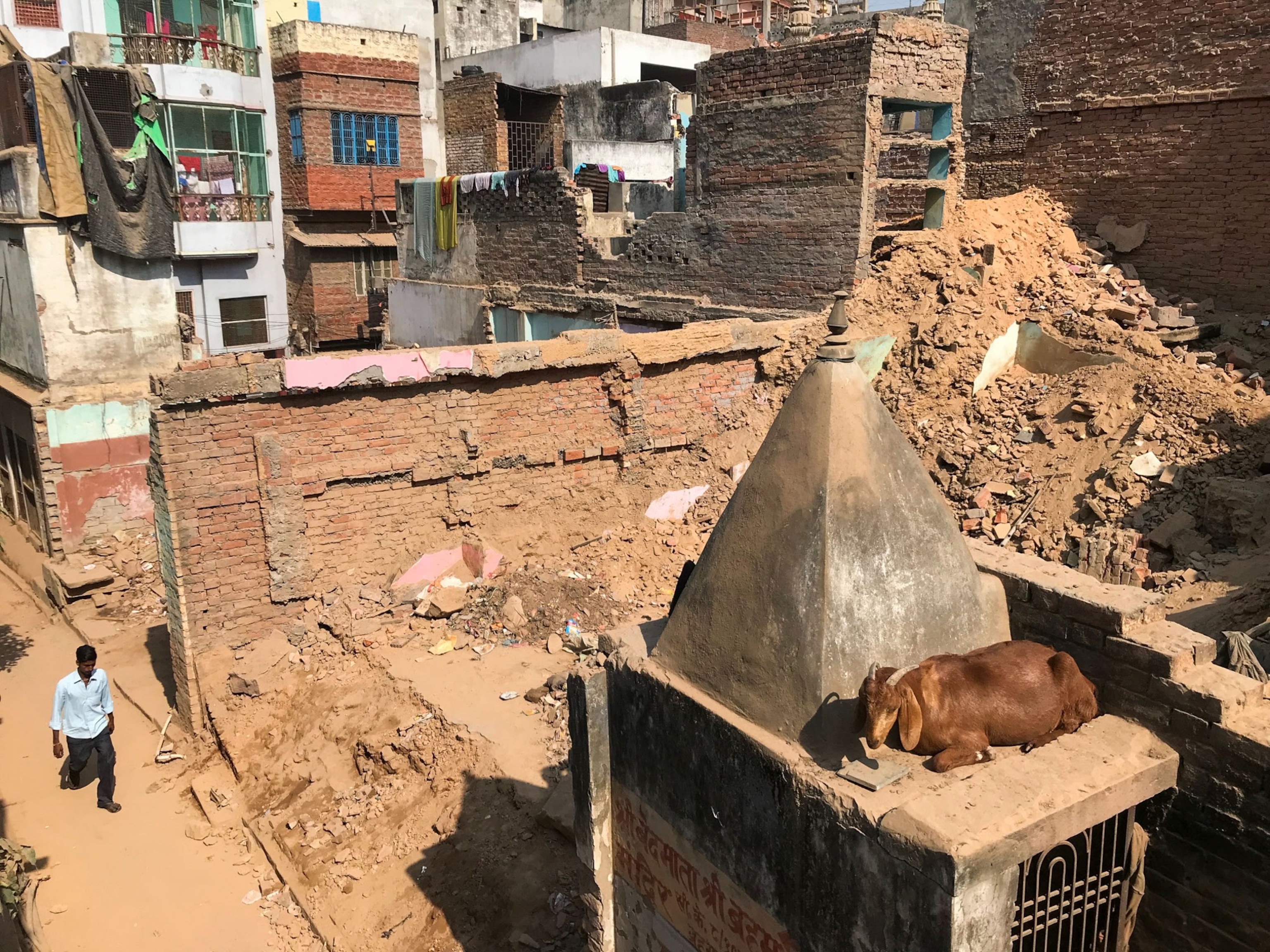 a cow laying near a demolished building in India