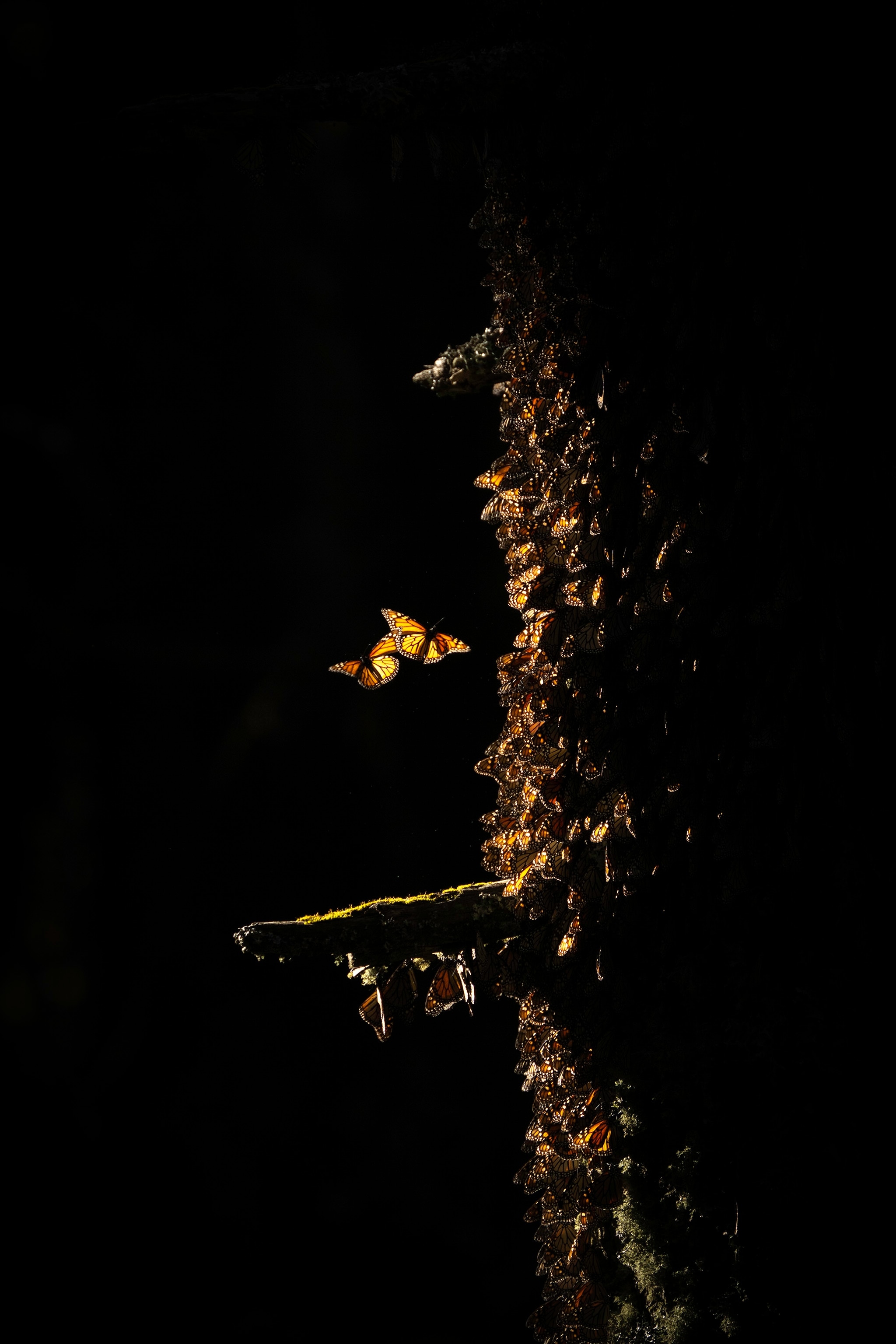 Two monarchs fly near each other next to a tree trunk covered in other monarch butterflies in dramatic lighting