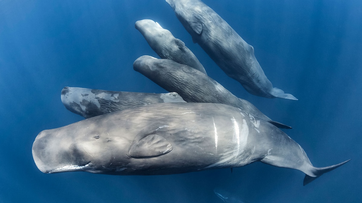 Sperm whale speech has human-like 'vowels'