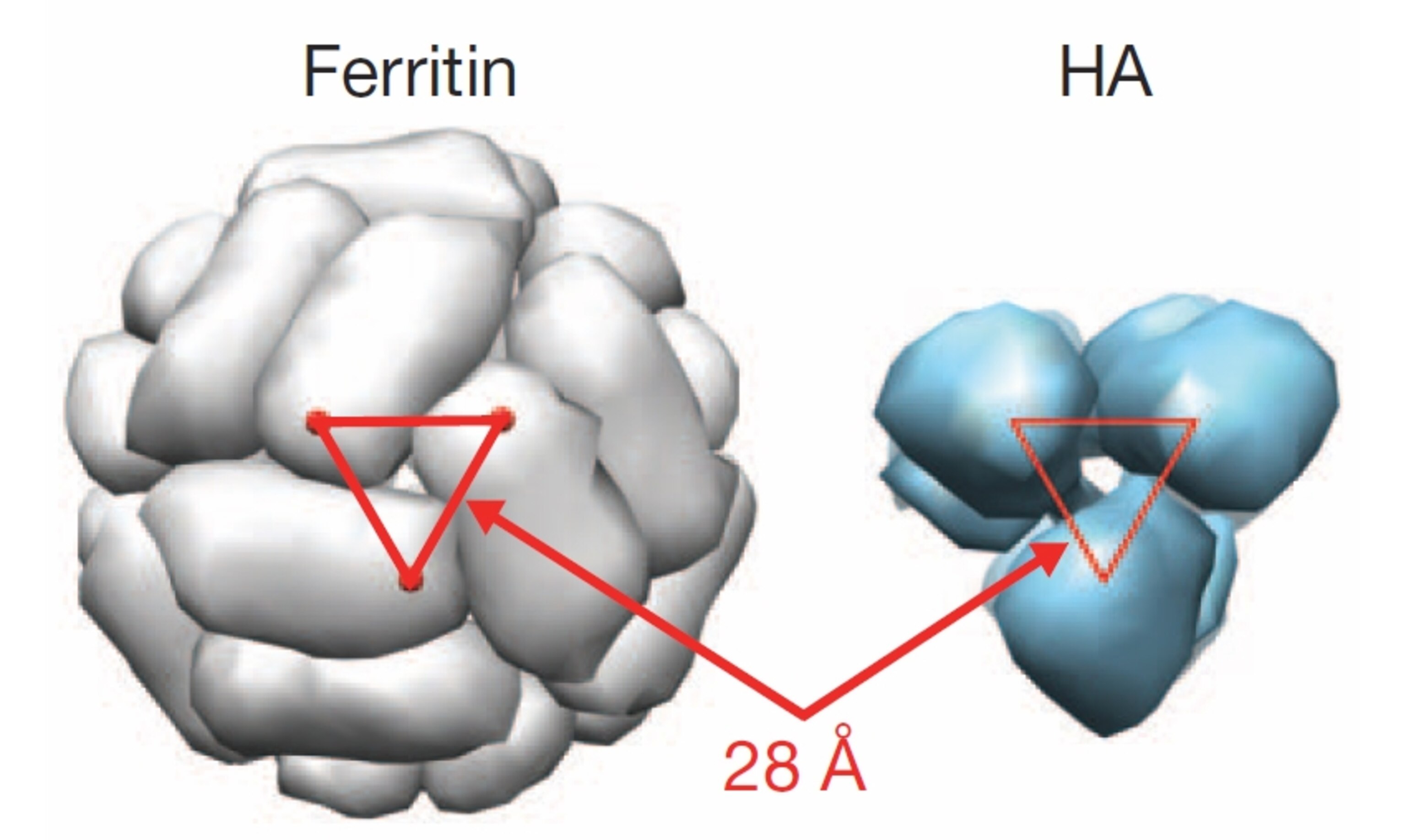 Ferritin sphere made of 24 units (left), and haemagglutinin spike of 3 units (right, end-view)