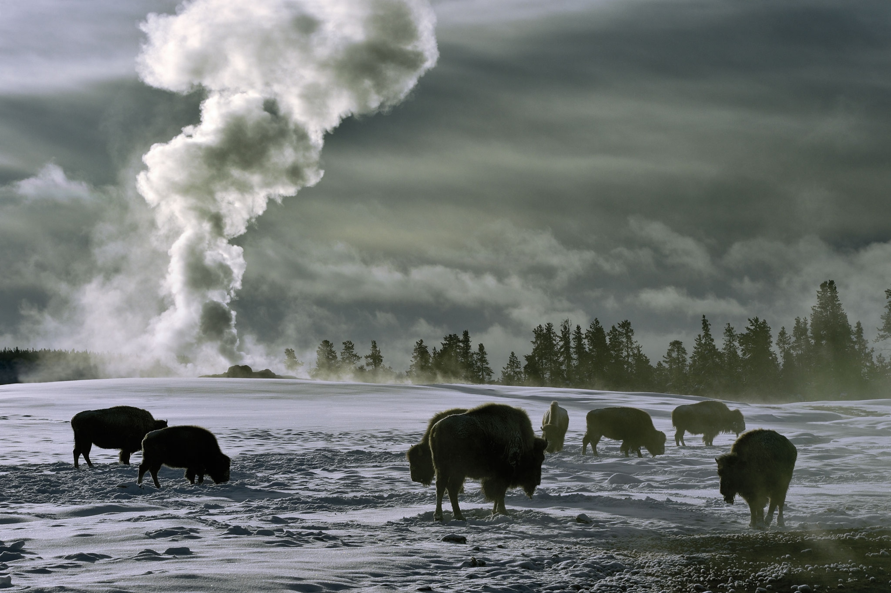 Bison around a geyser.