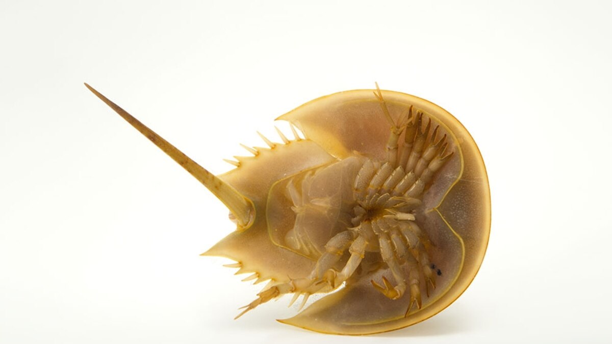 Why must animals sacrifice for us?