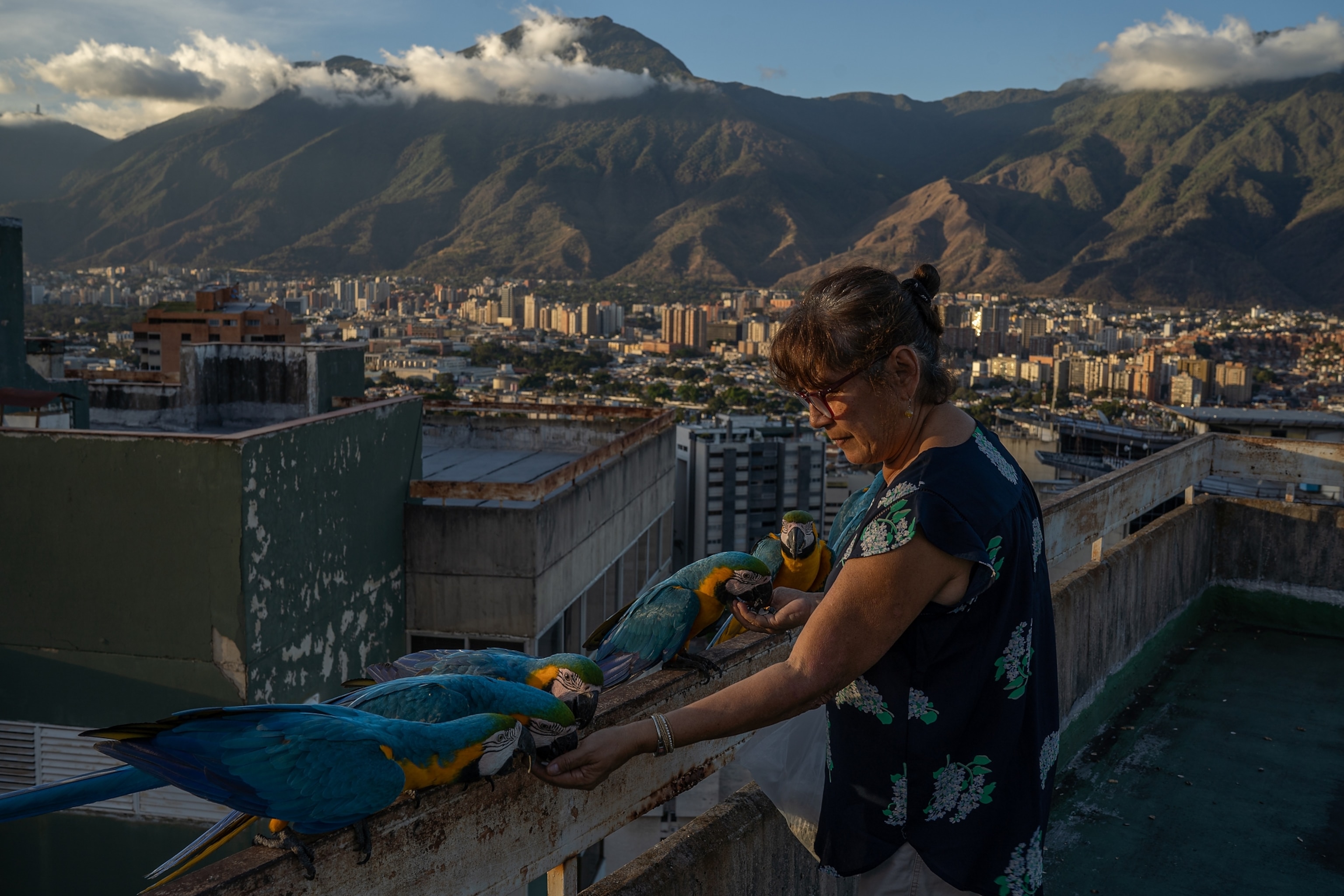 Meet the beloved macaws of Venezuela’s capital