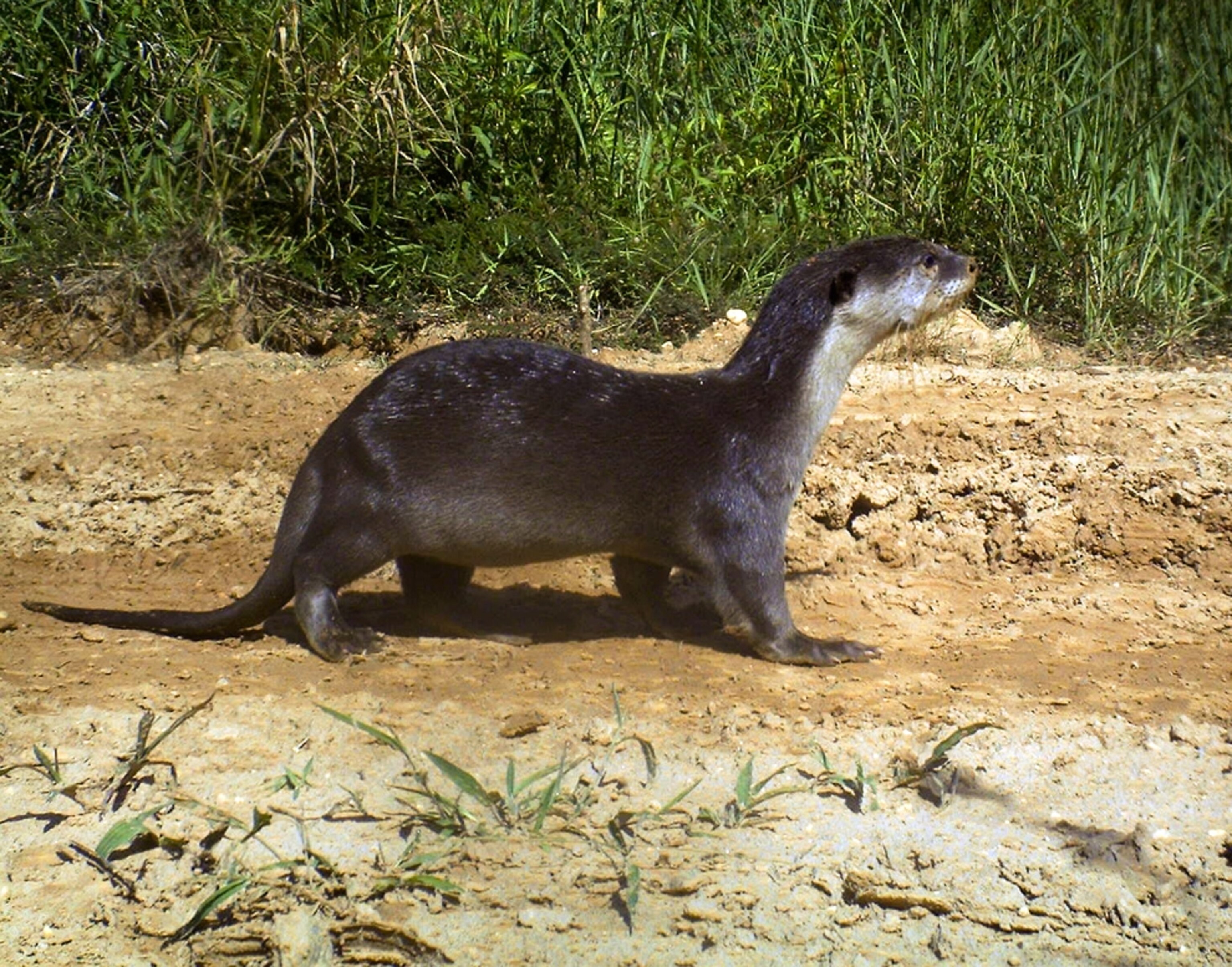 Camera-trap picture of a smooth-coated otter in Borneo.