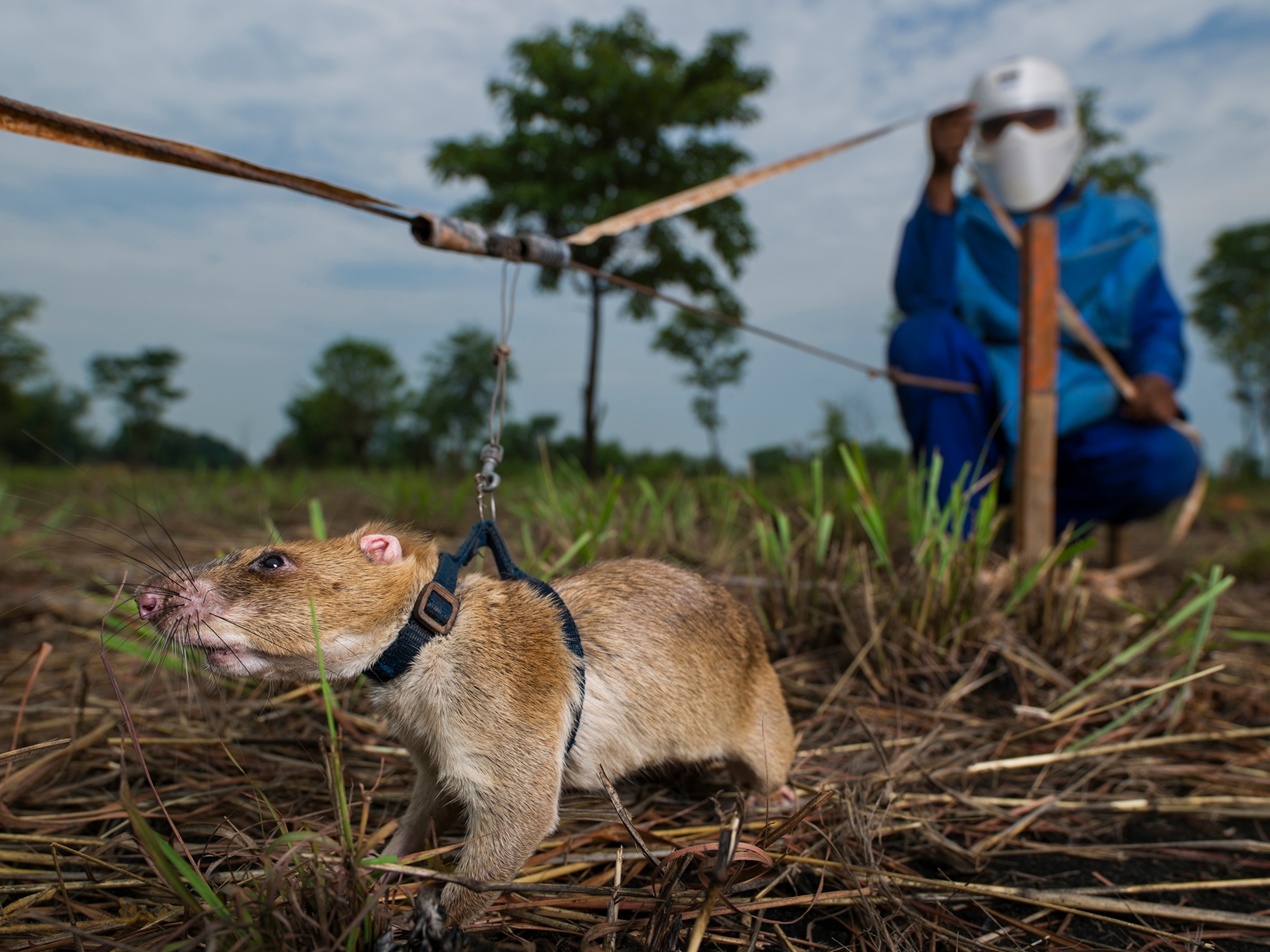 Flora Armando Chipossa Tenho uses a metal detector to search for land mines in southern Mozambique. Government forces placed mines around major infrastructure like these power lines to protect them from sabotage during the country’s long civil war.