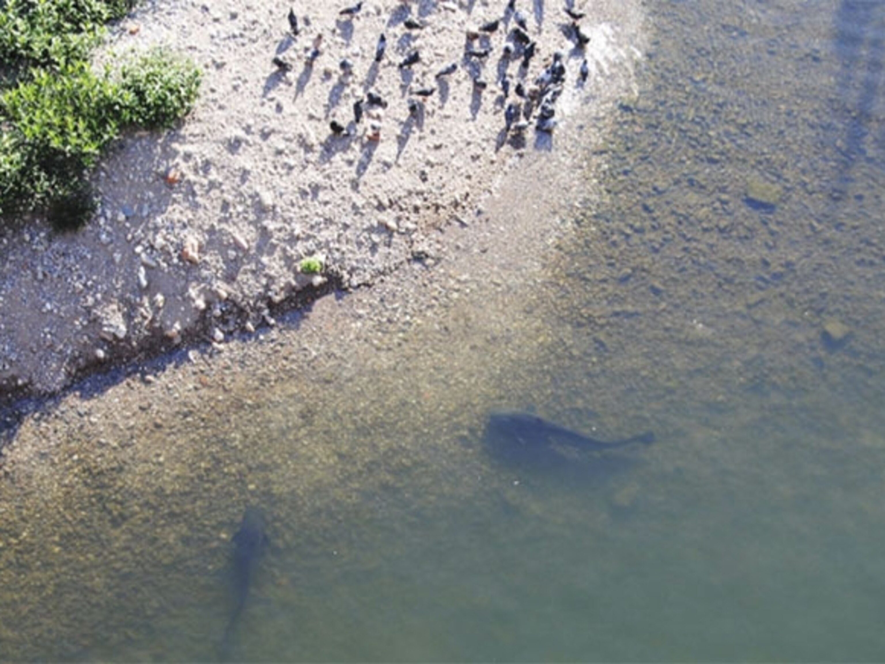 The Catfish that Strands Itself to Kill Pigeons