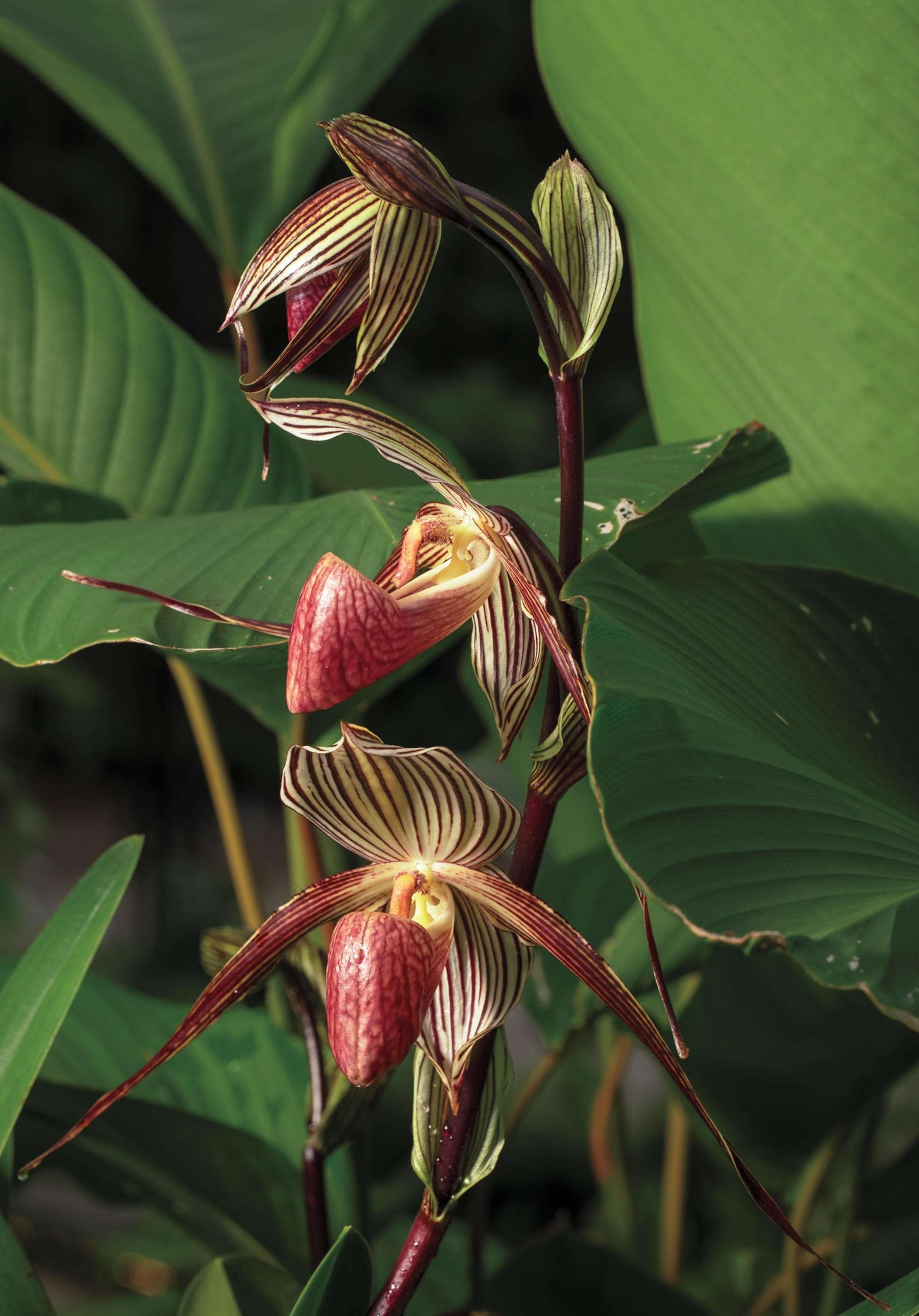 Orchids with stripes.