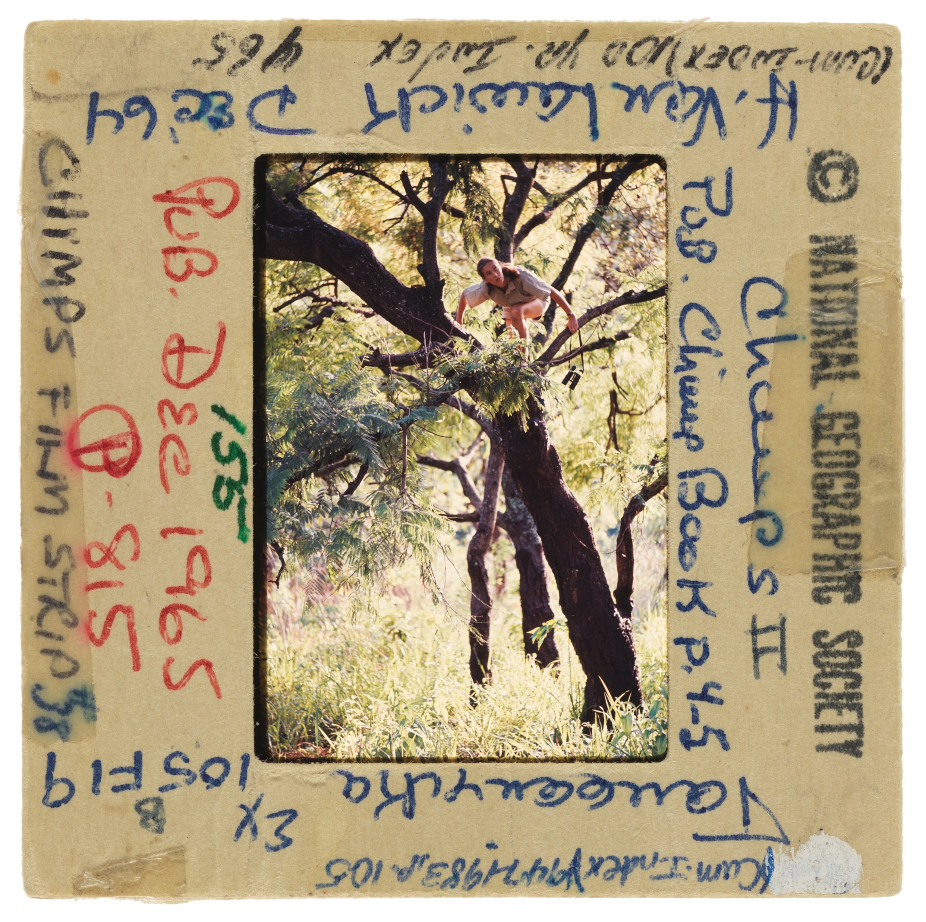 Jane Goodall with binoculars climbs a tree to better view chimpanzees.