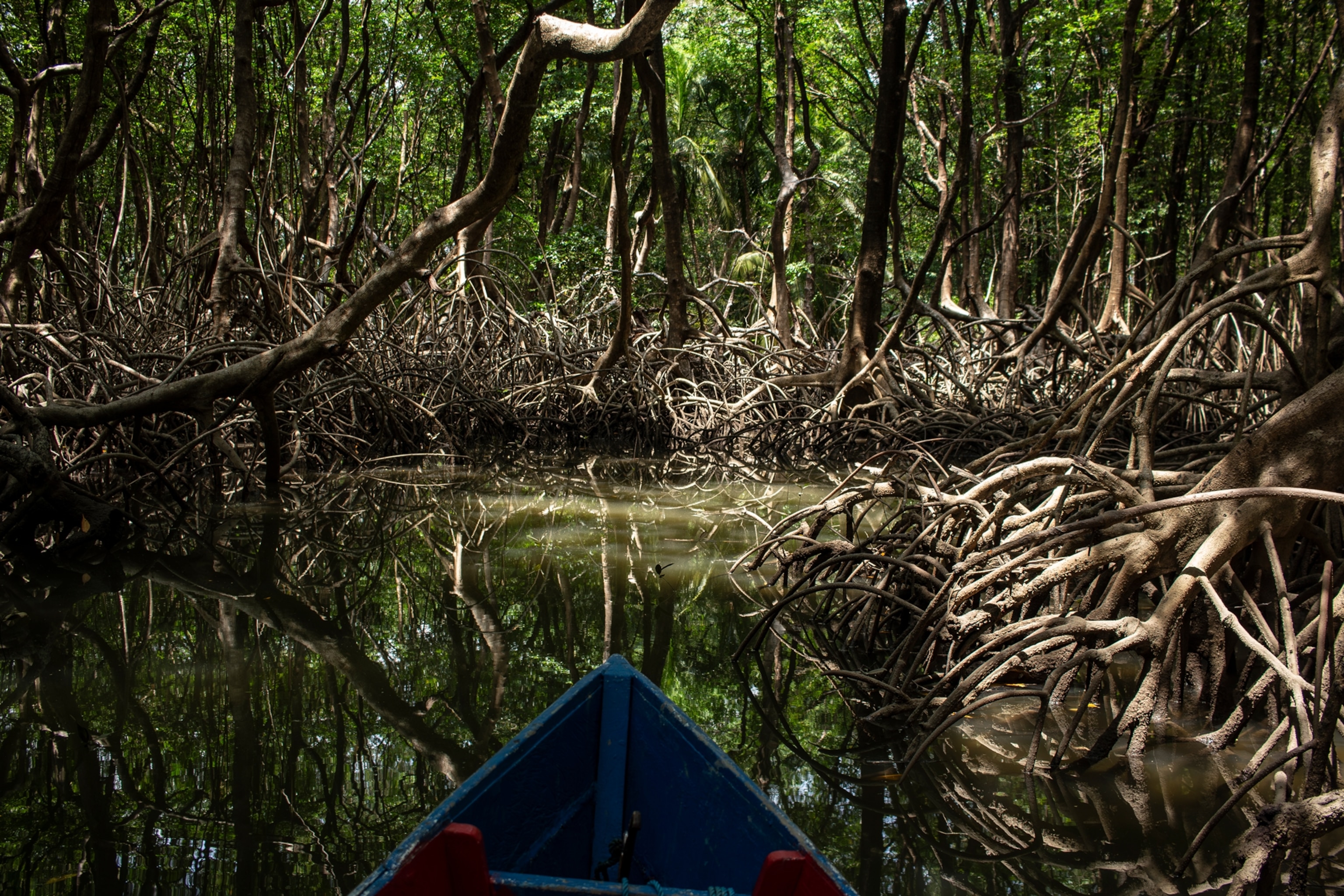 Mangrove on Marajo Island is located at the mouth of the Amazon River and is considered the largest area of mangroves on the planet in Soure, Para, Brazil, on October 7, 2024.